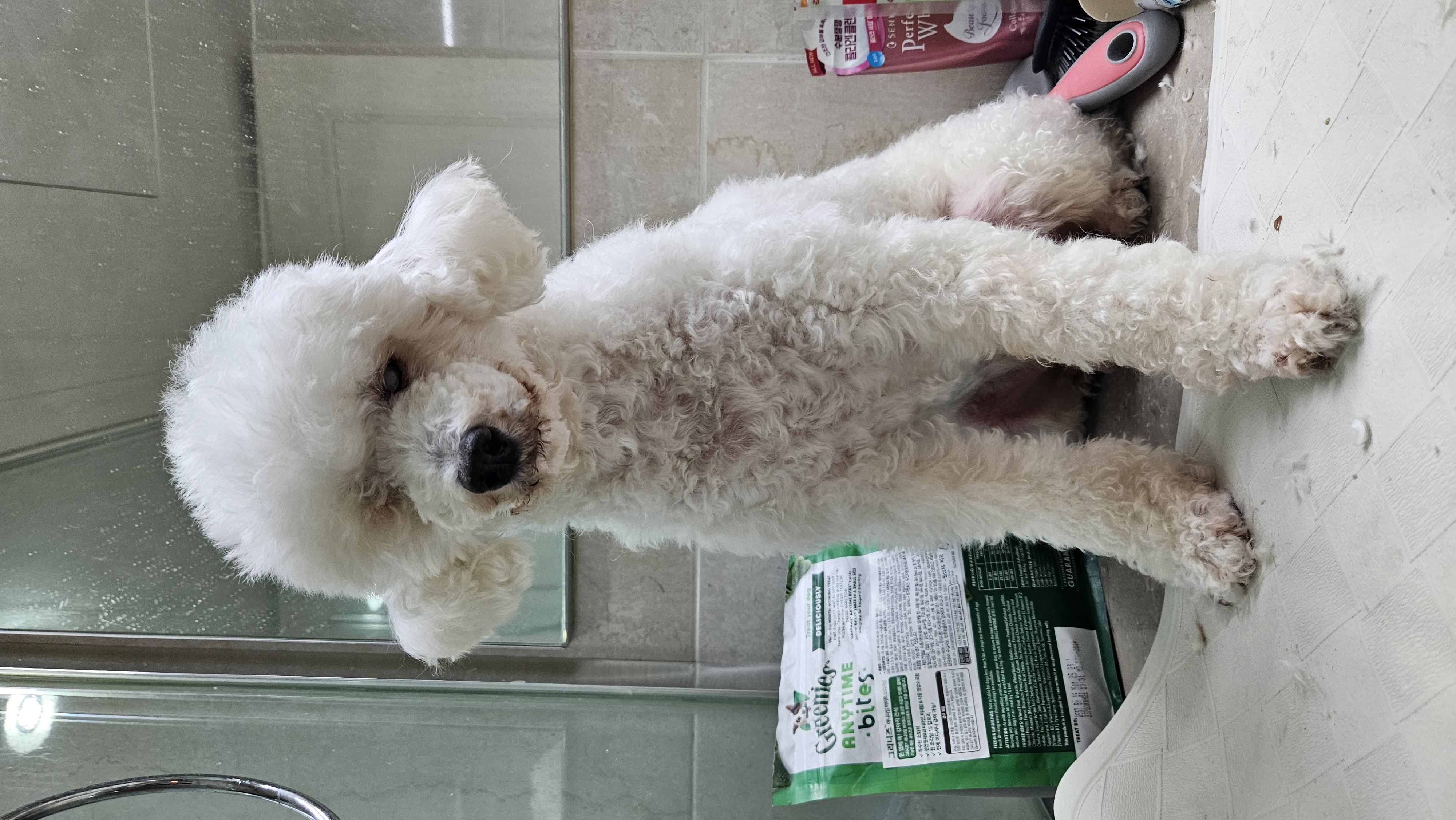 빛돌이(송이)일상