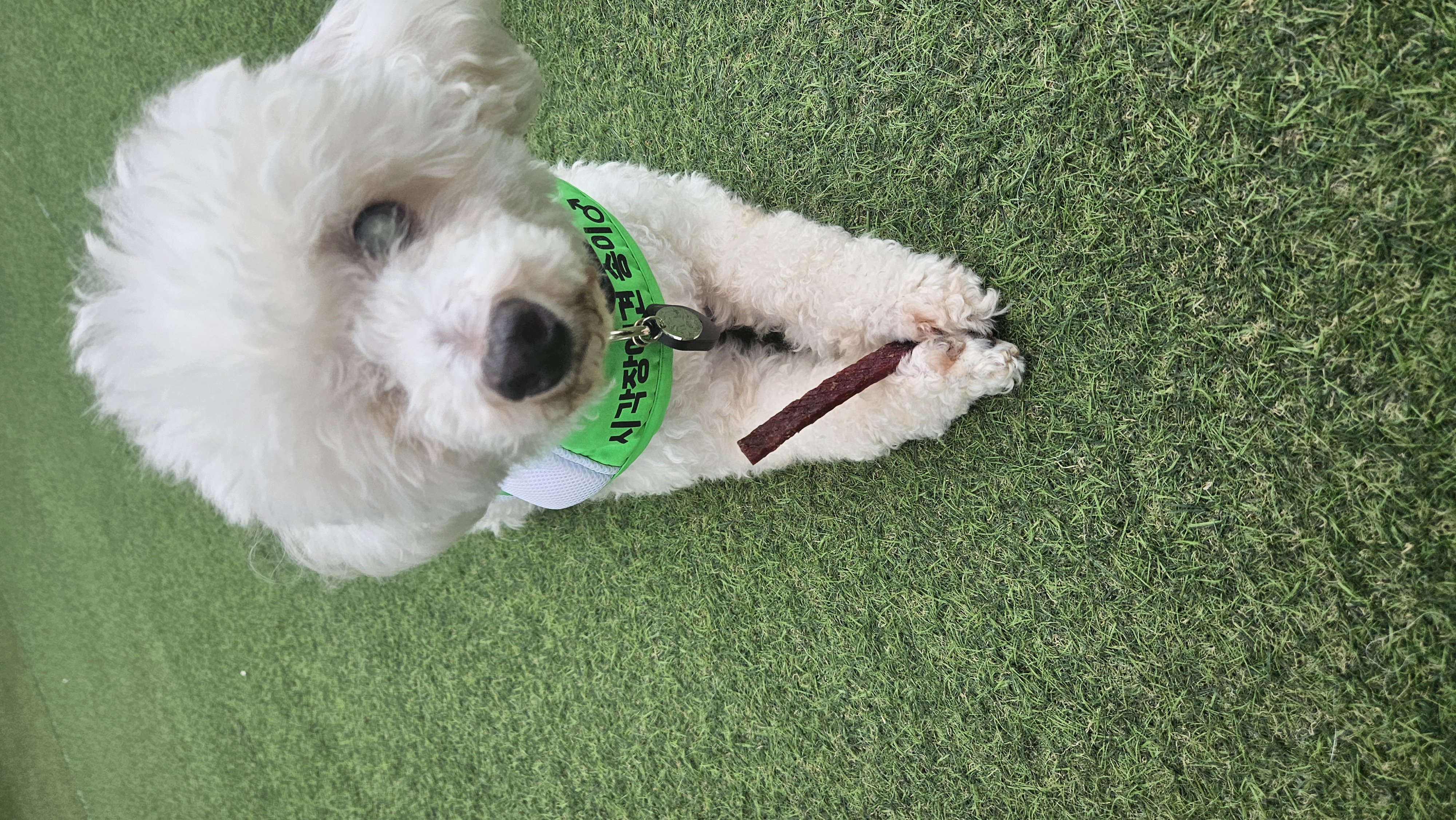 빛돌이(송이)일상