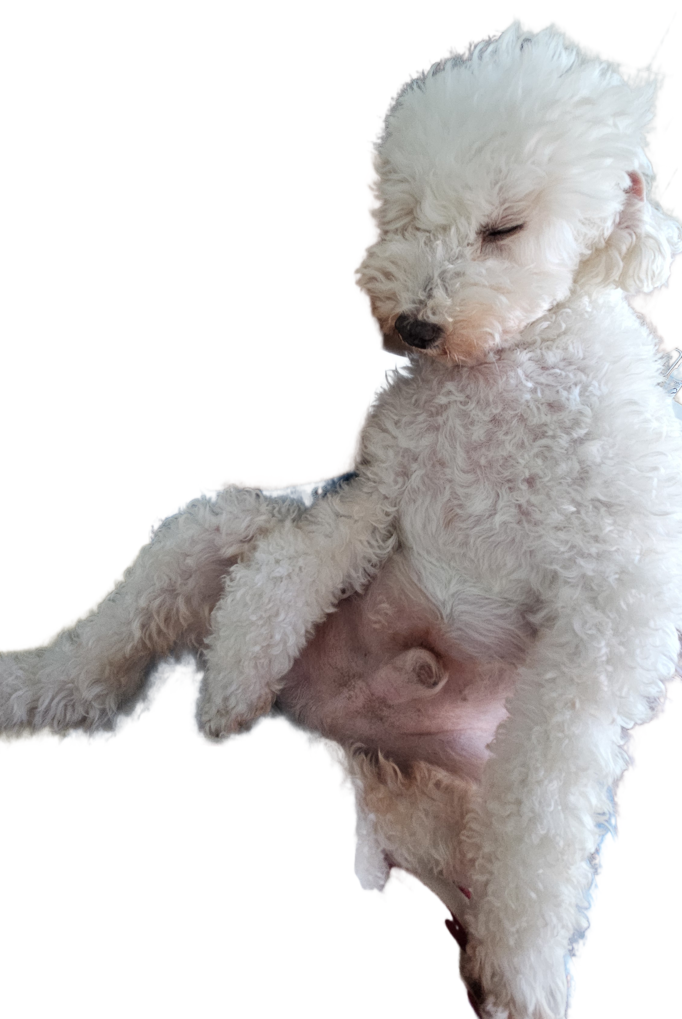 빛돌이(송이)일상