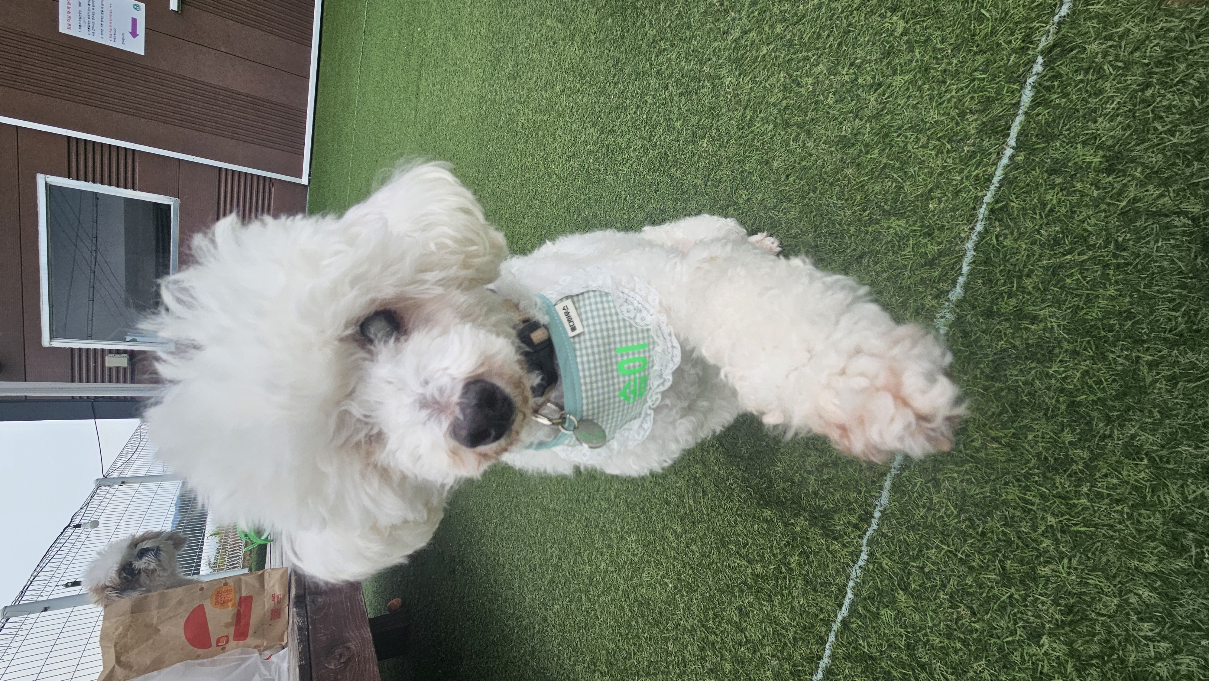 빛돌이(송이)일상