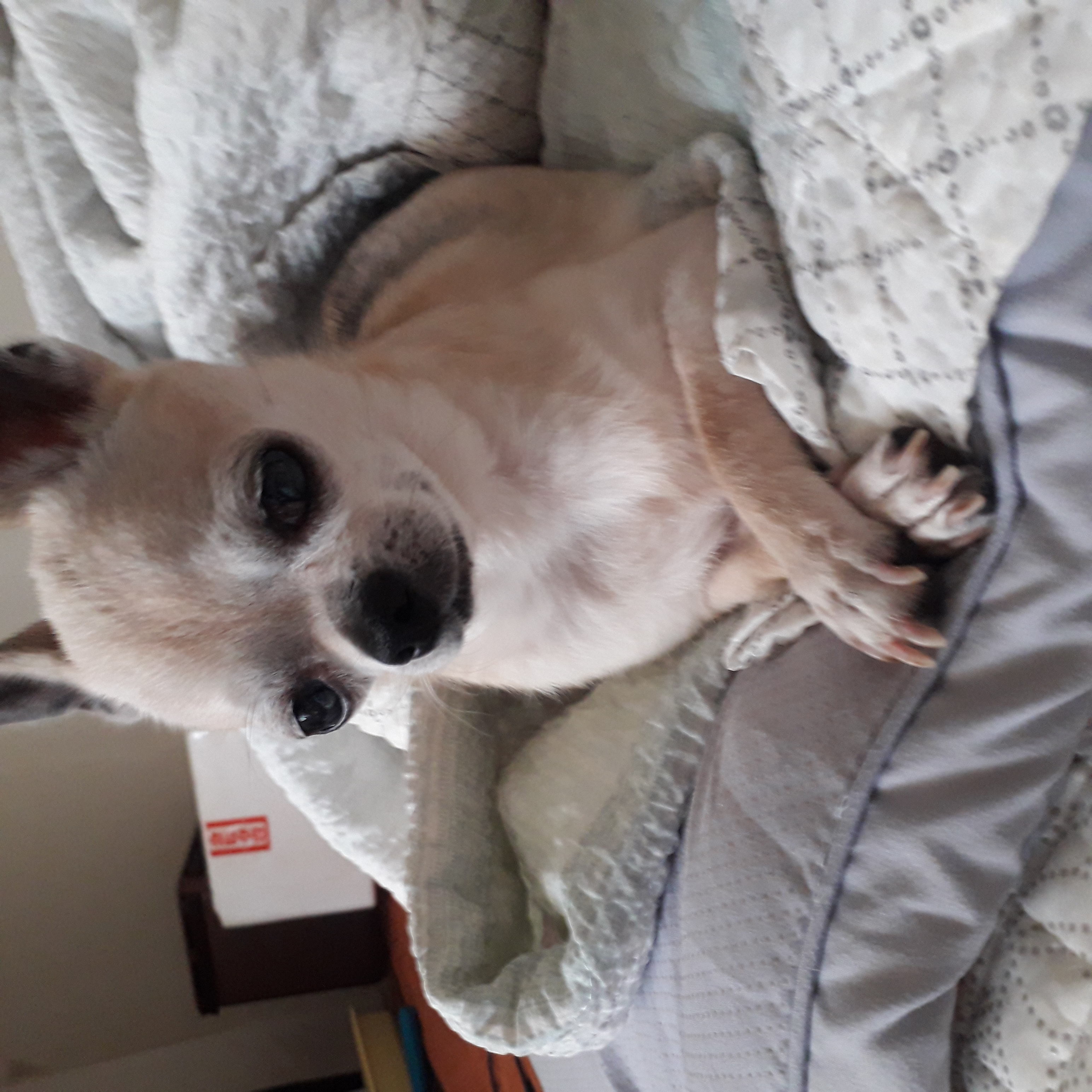 땅콩(잎새) 입양 2개월 보고서