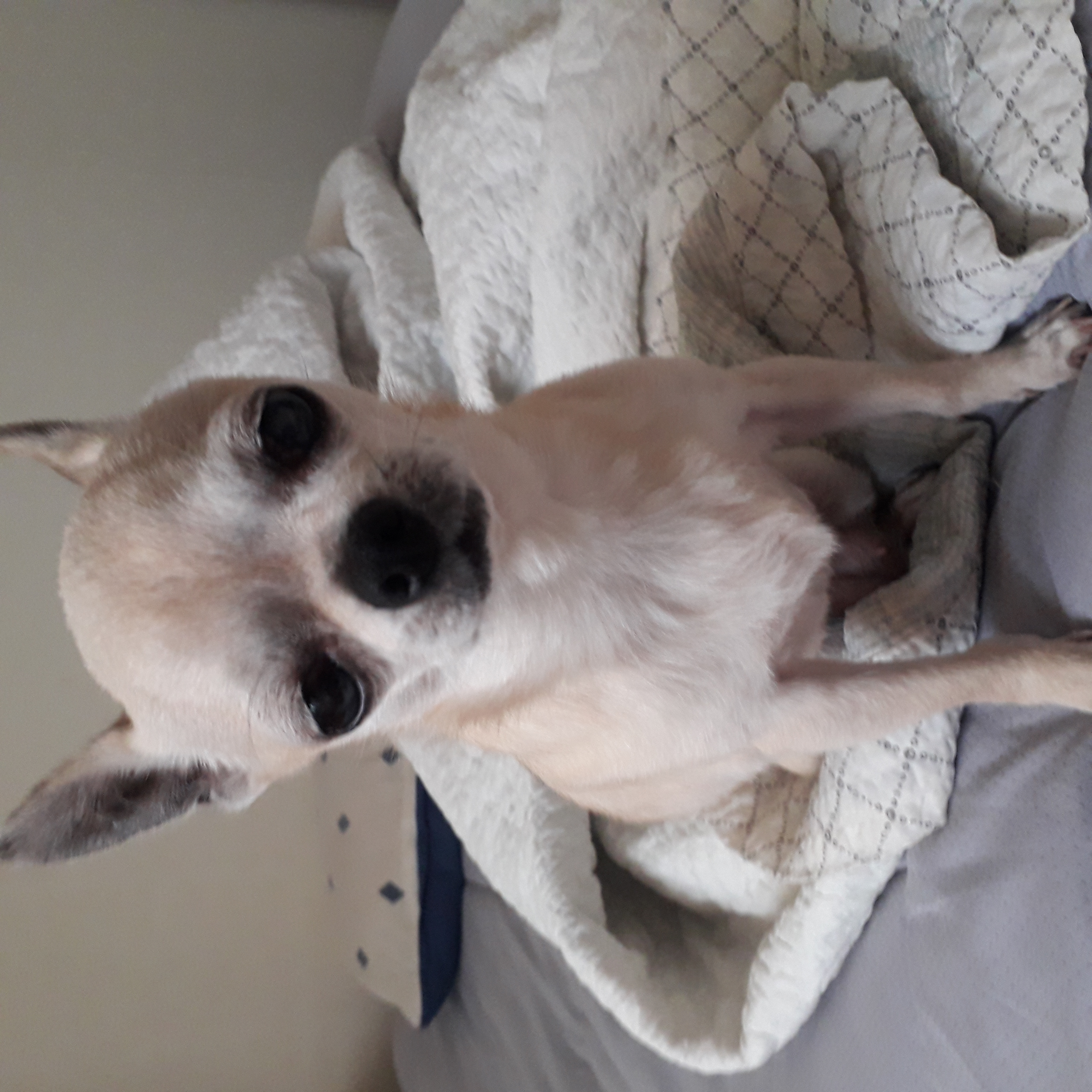 땅콩(잎새) 입양 2개월 보고서