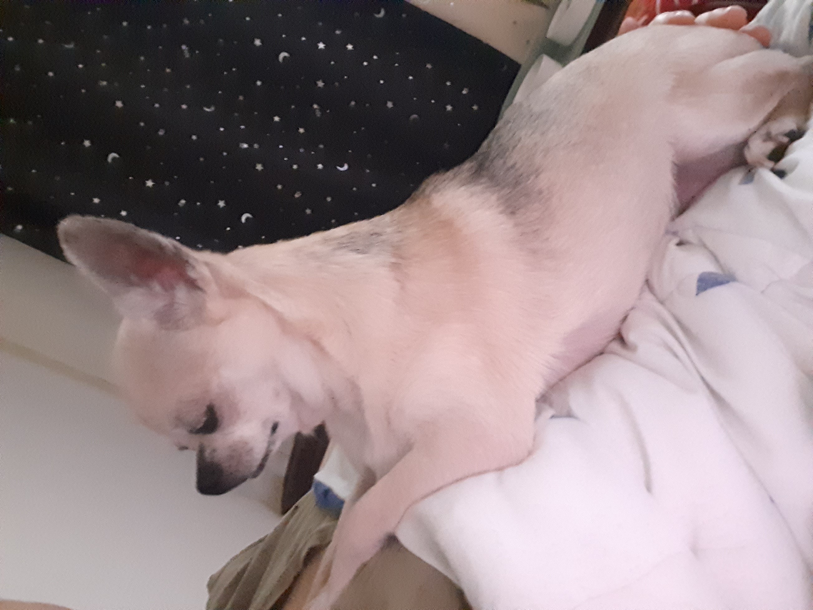 땅콩(잎새) 입양 2개월 보고서