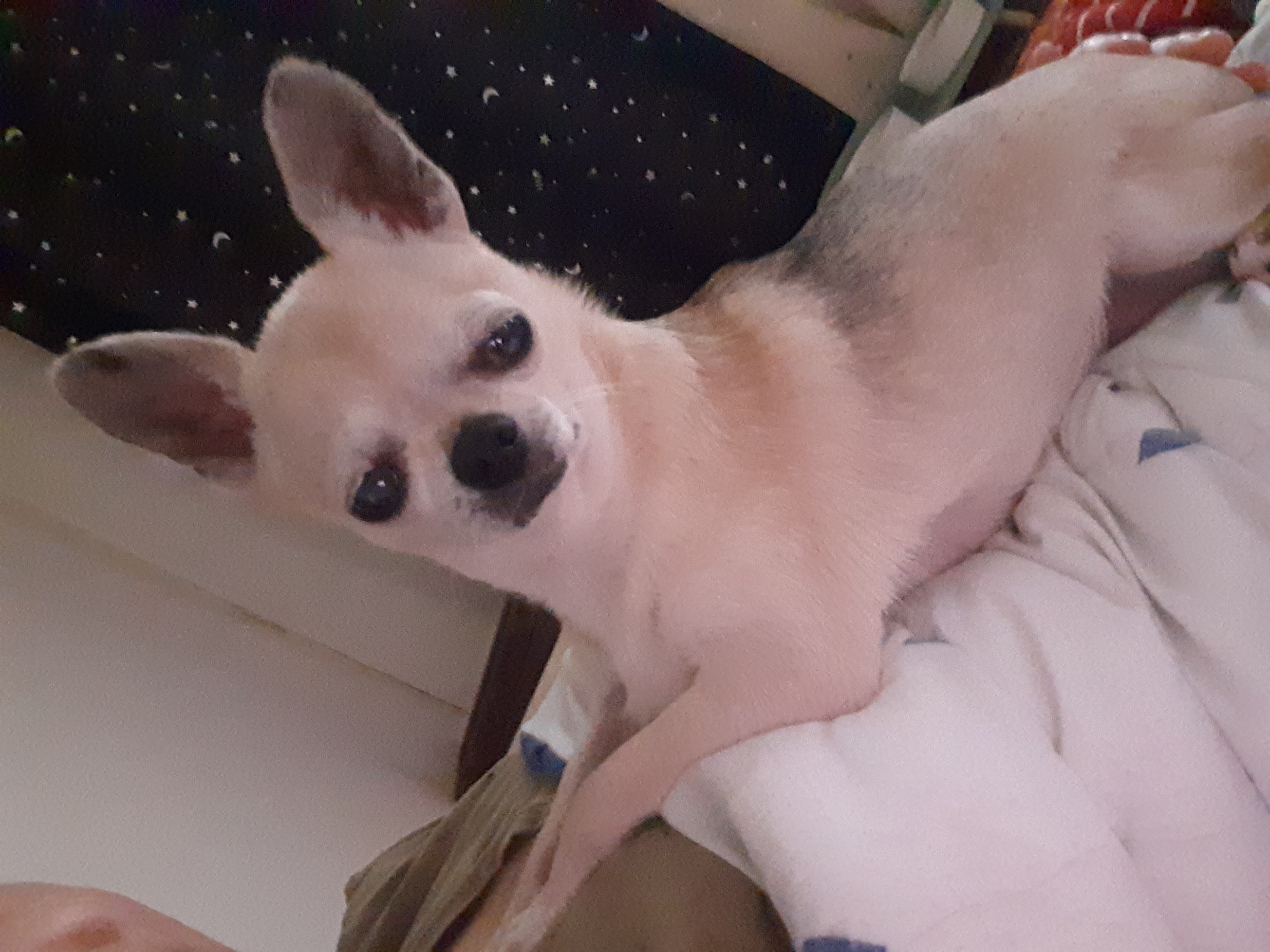 땅콩(잎새) 입양 2개월 보고서