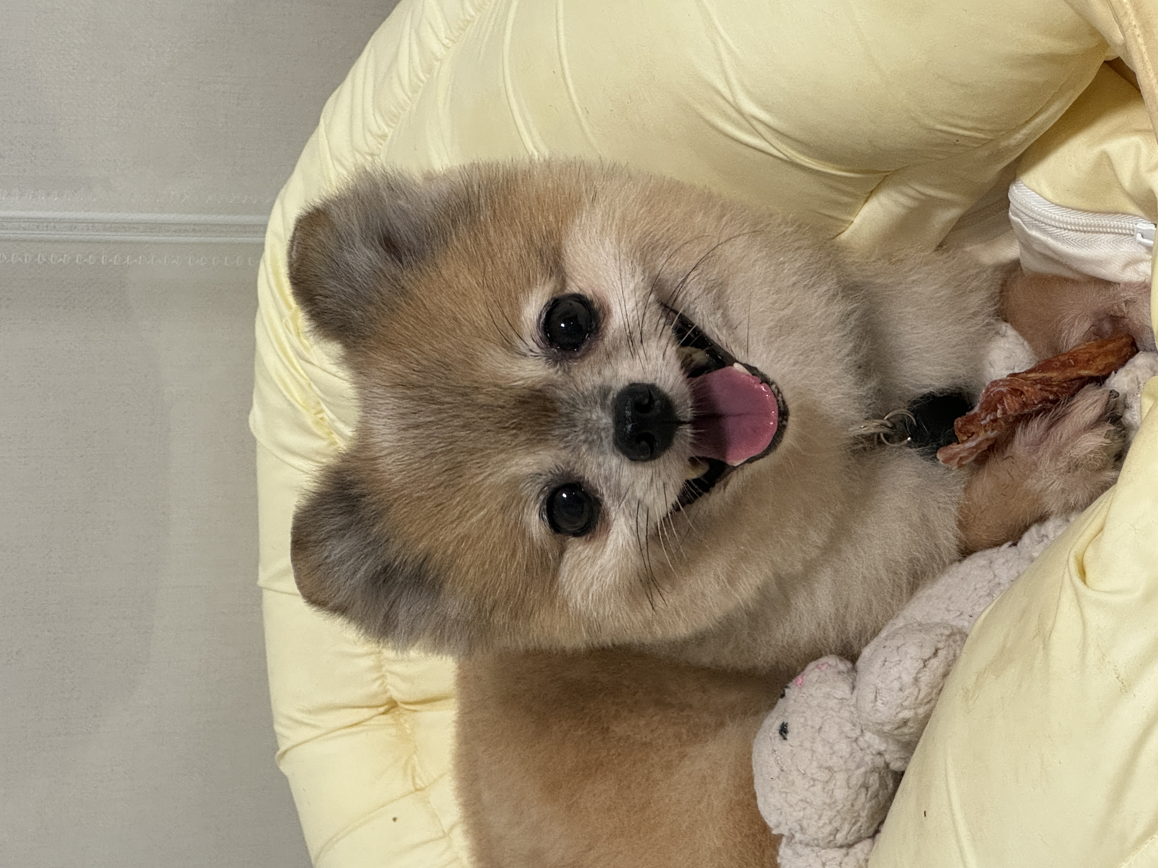 우디 (갈뽀) 와 임보생활 세번째 레포트 @>•<@