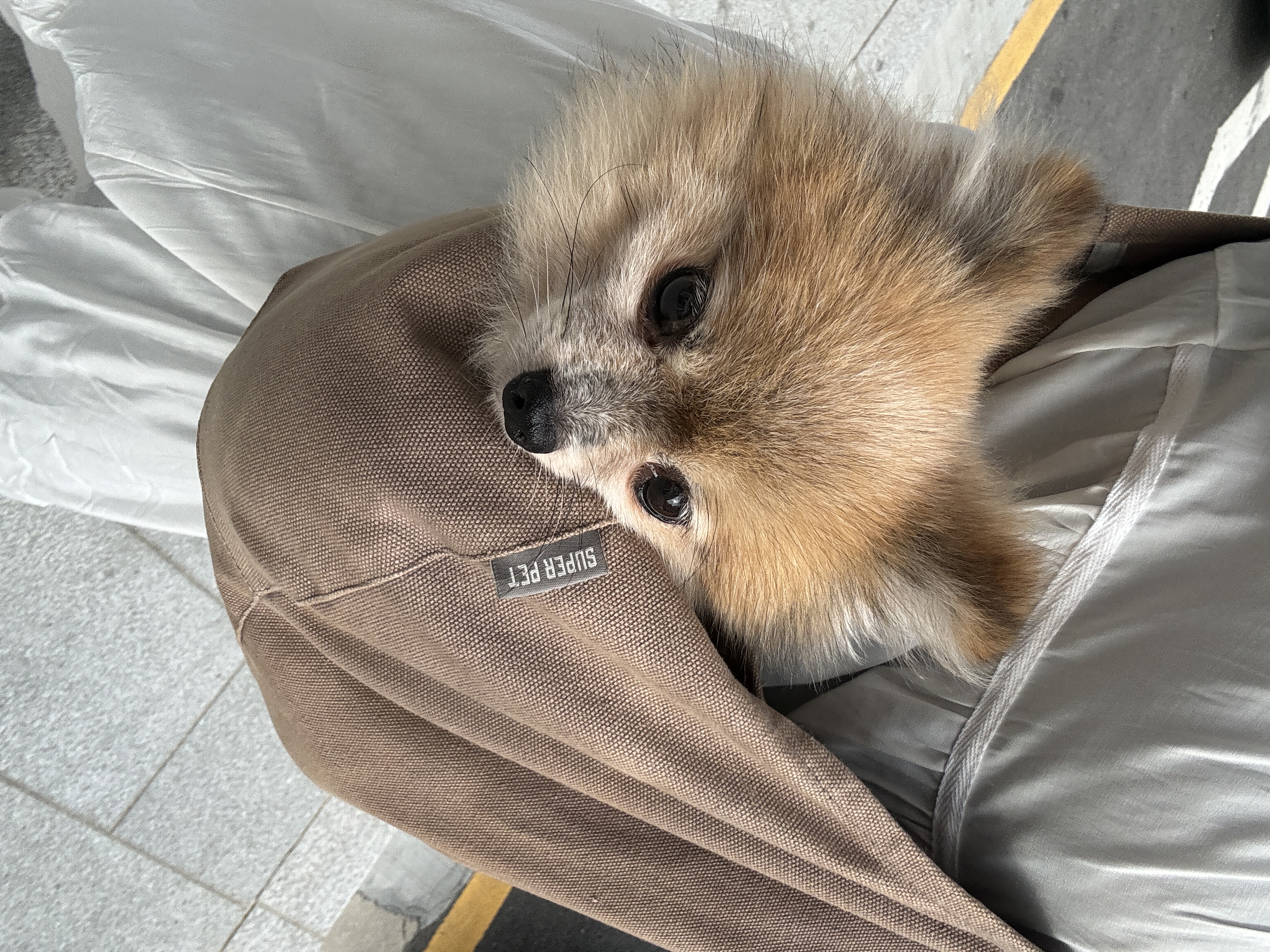 우디 (갈뽀) 와 임보생활 세번째 레포트 @>•<@