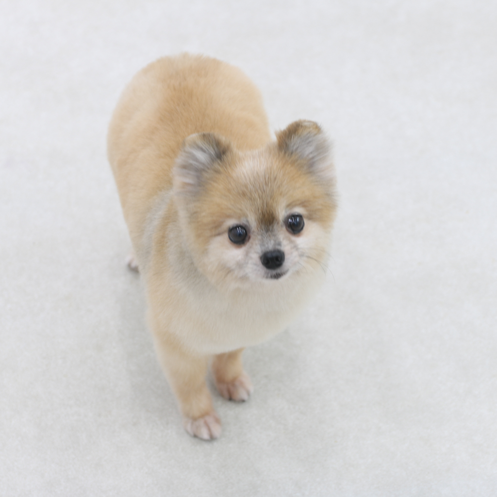 우디 (갈뽀) 와 임보생활 세번째 레포트 @>•<@