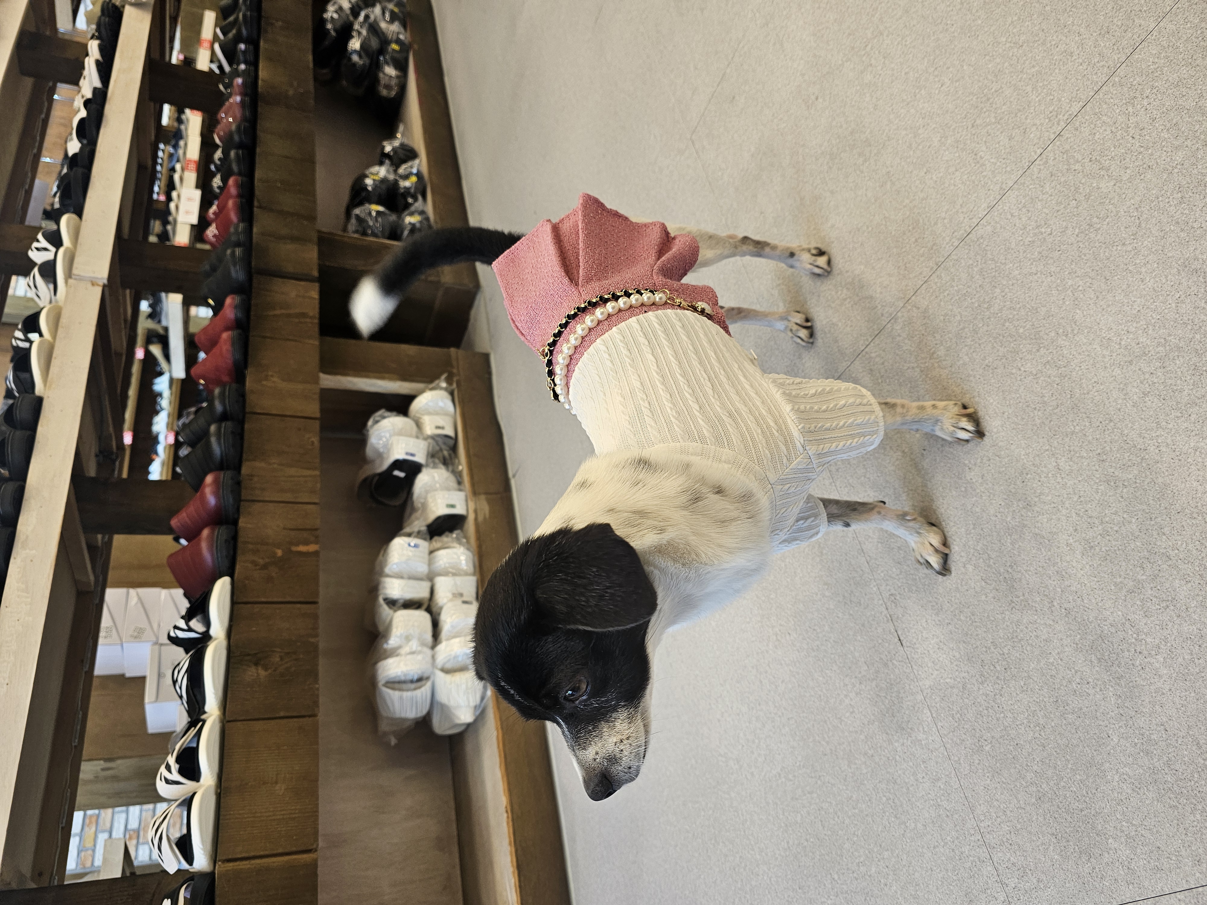 모원(하니)3년째