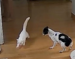 모원(하니)3년째