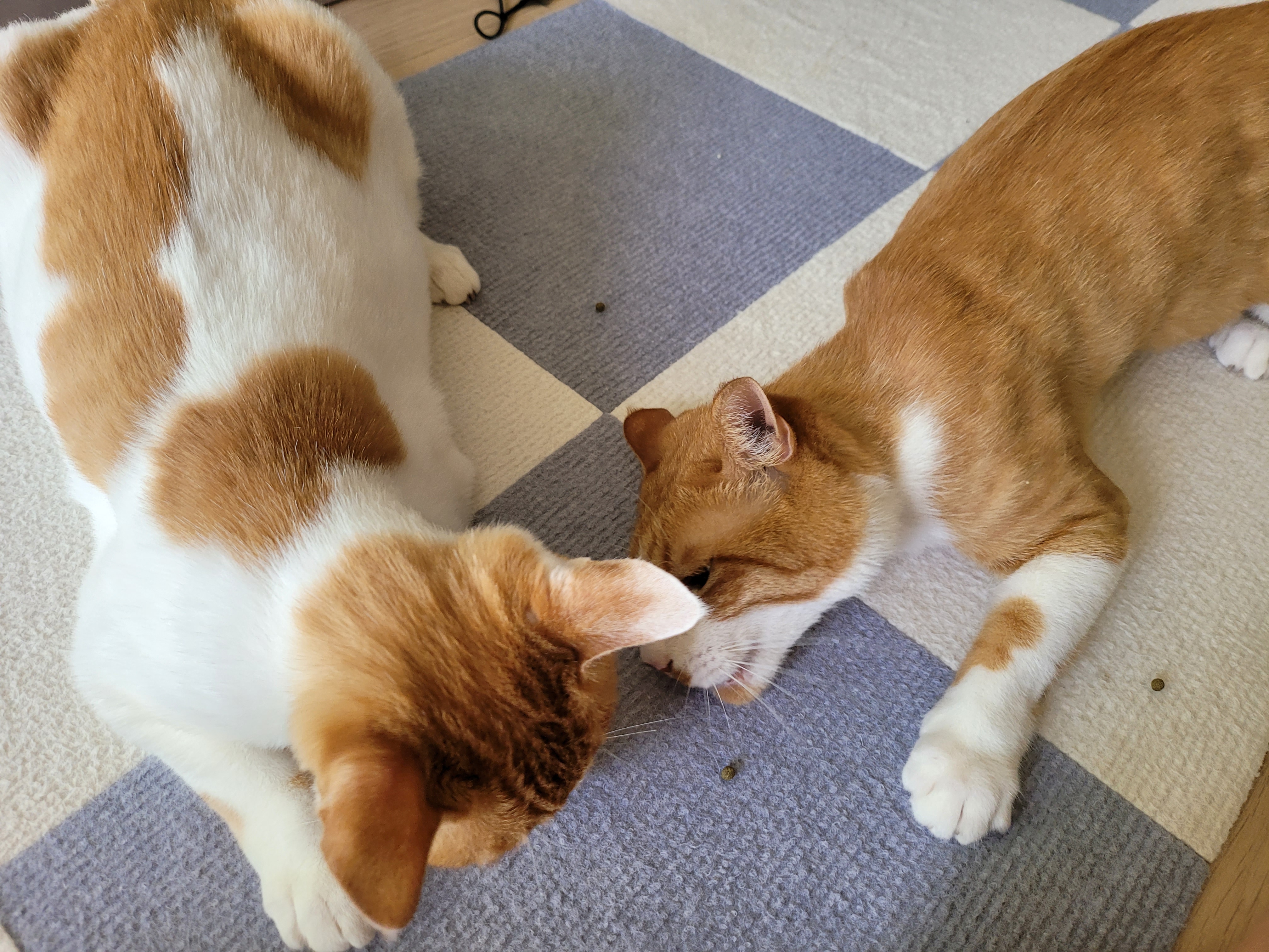 가티 (소나) 잘 지내고 있어요 ^^