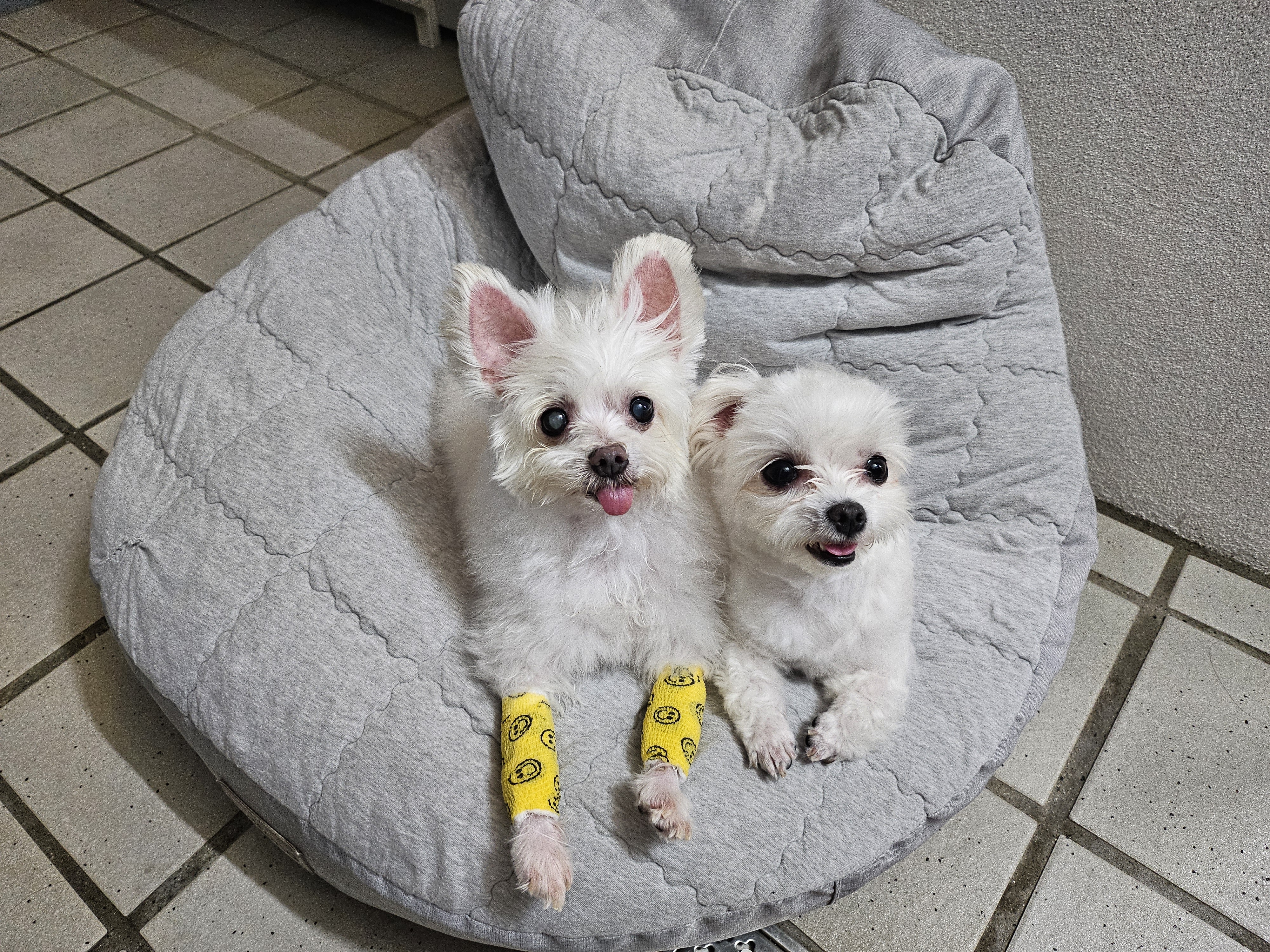 마리와 함께 한지 어느덧 183일❤️