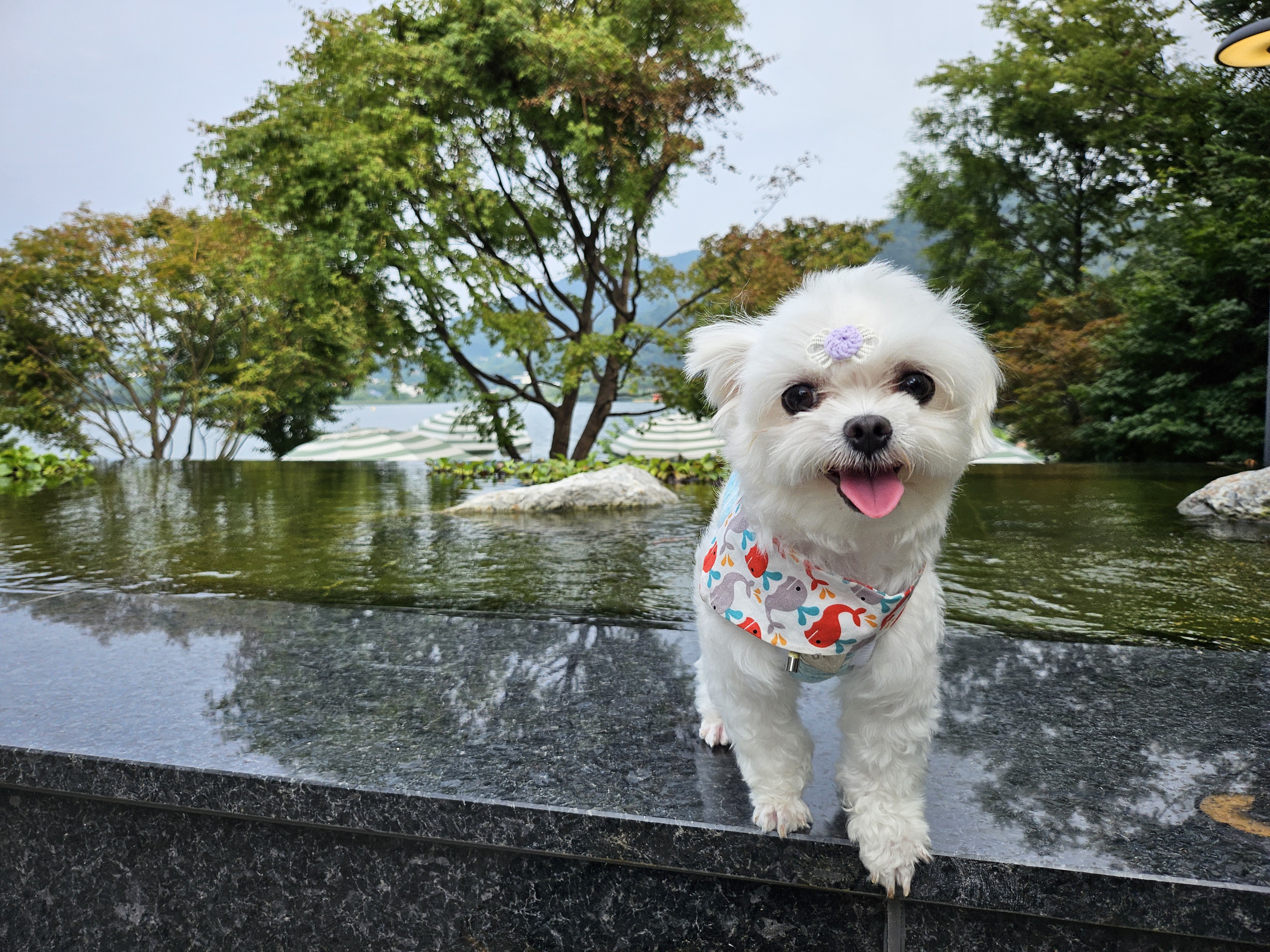 마리와 함께 한지 어느덧 183일❤️