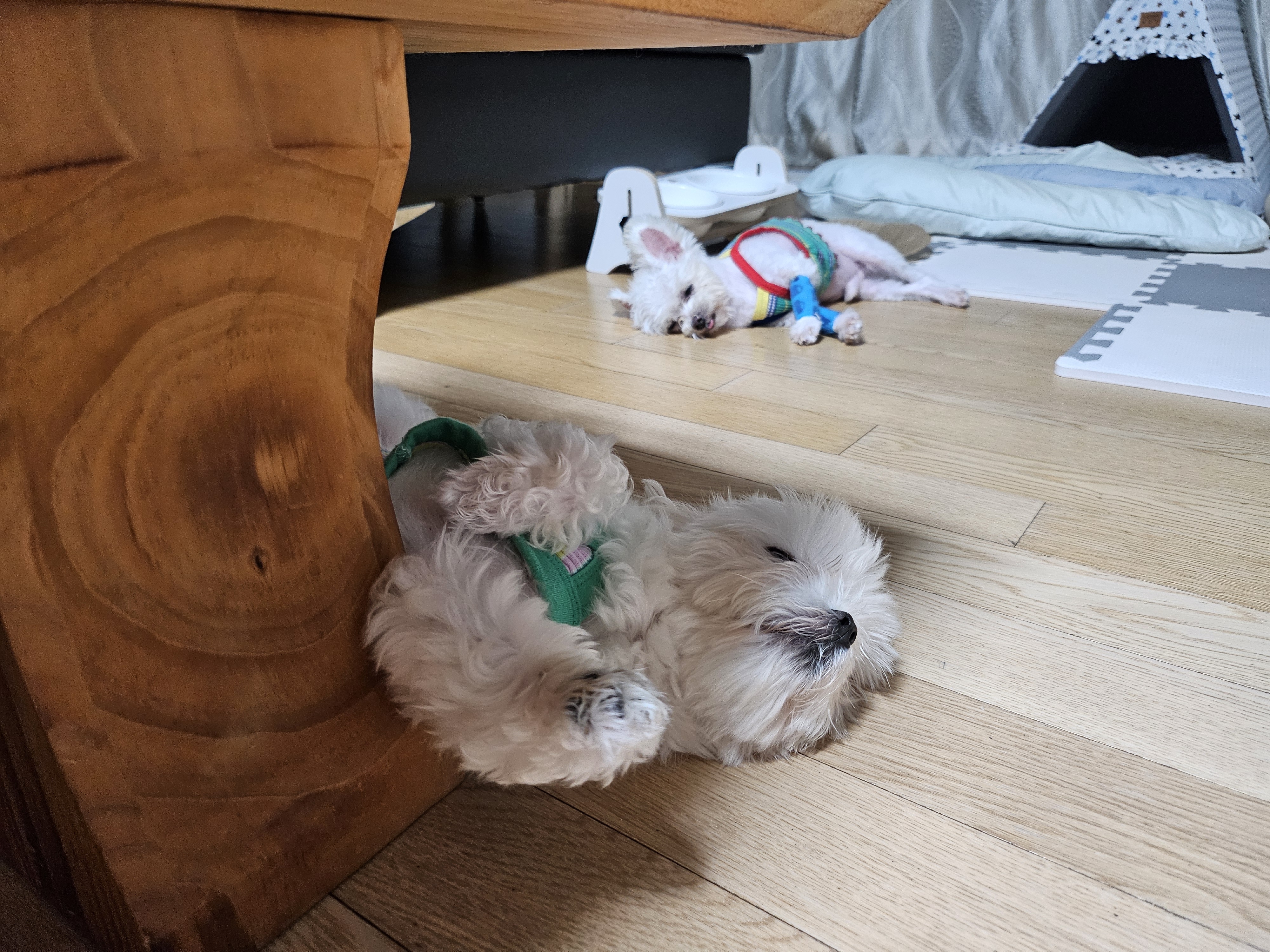 마리와 함께 한지 어느덧 183일❤️