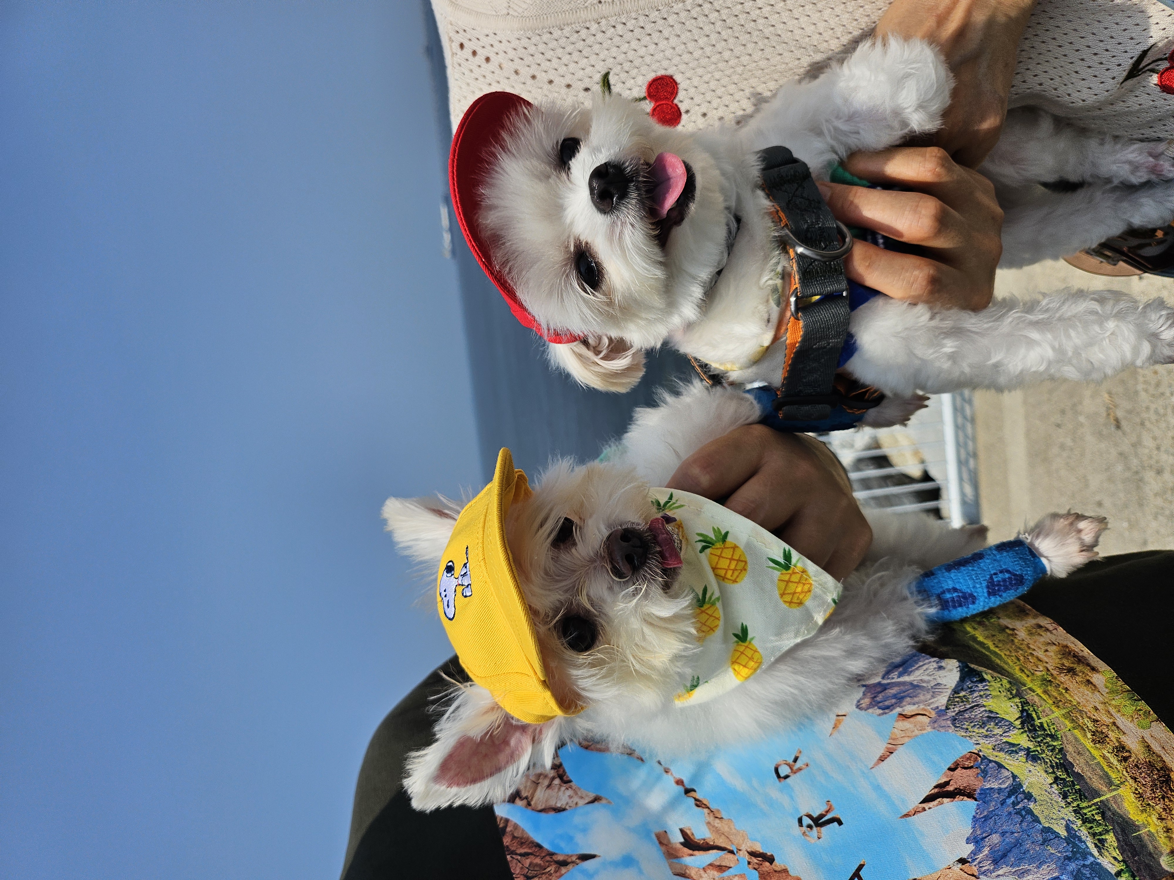 마리와 함께 한지 어느덧 183일❤️