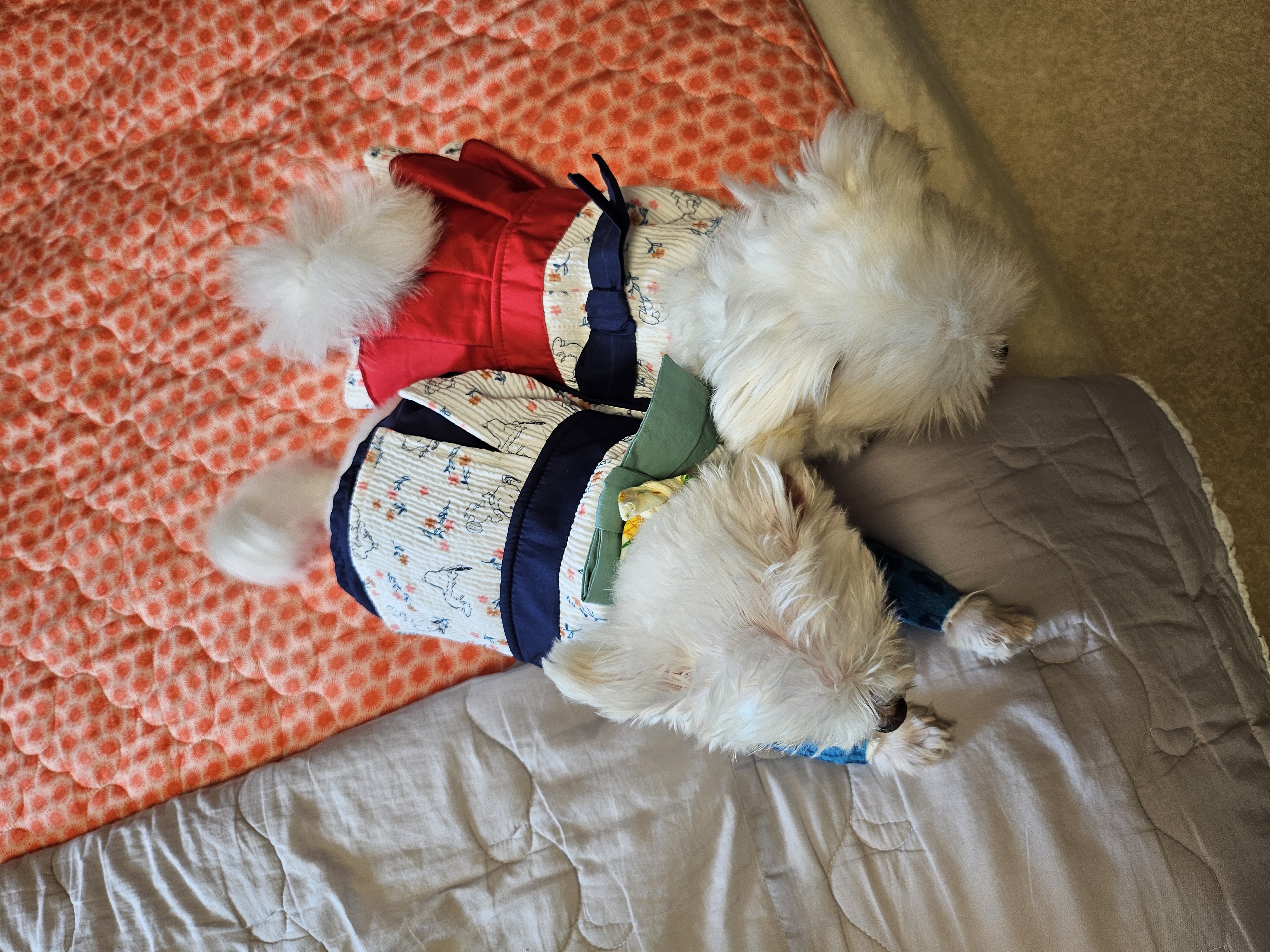 마리와 함께 한지 어느덧 183일❤️