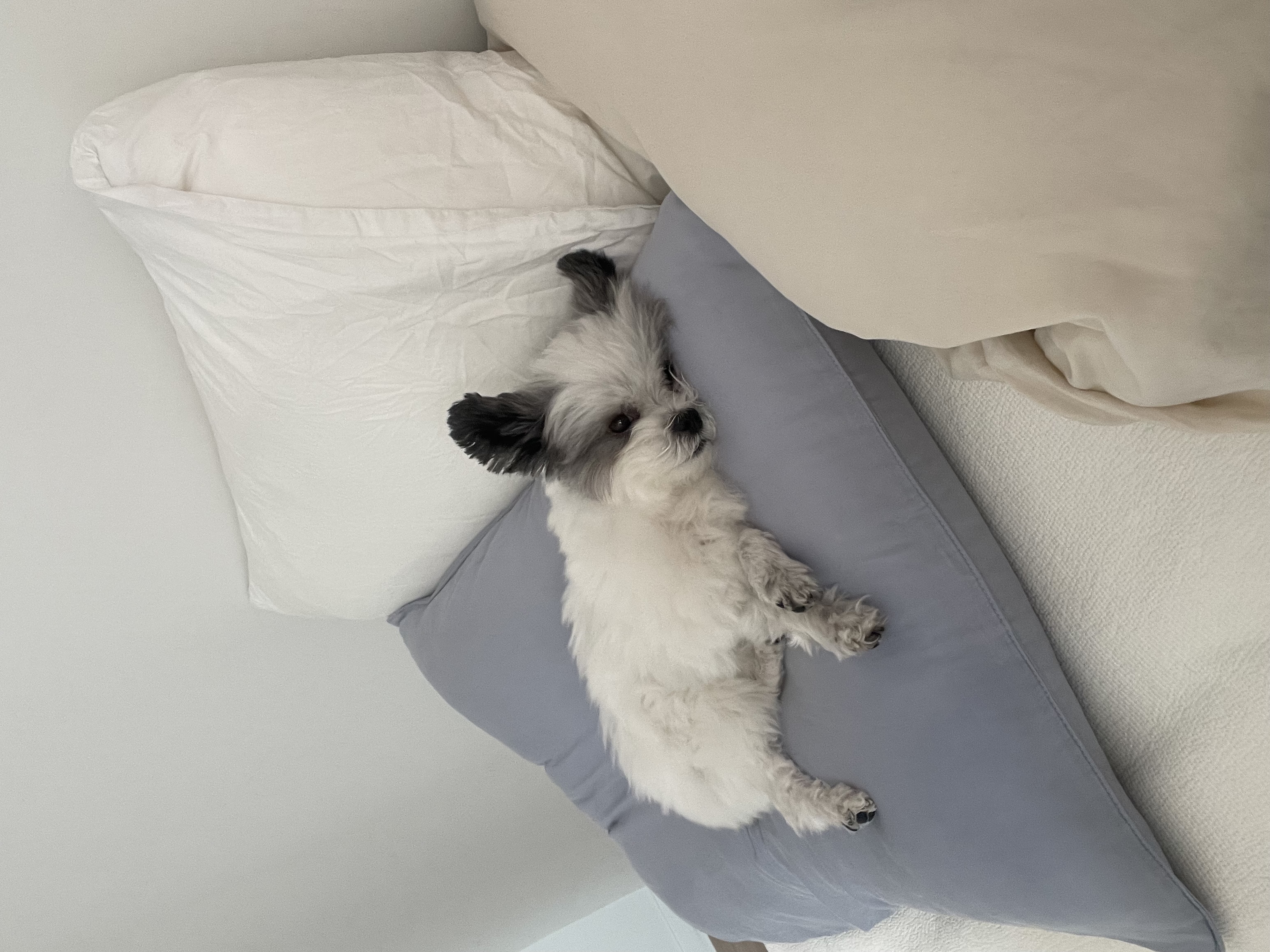 아산구조견 아뭉이 입양2주년 이야기