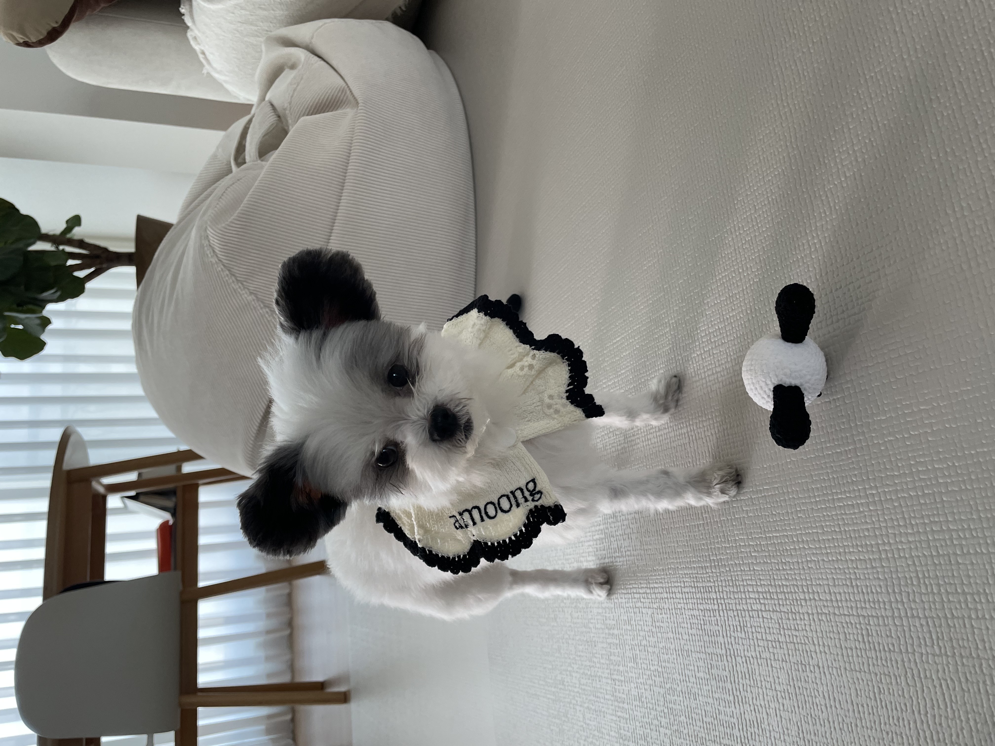 아산구조견 아뭉이 입양2주년 이야기