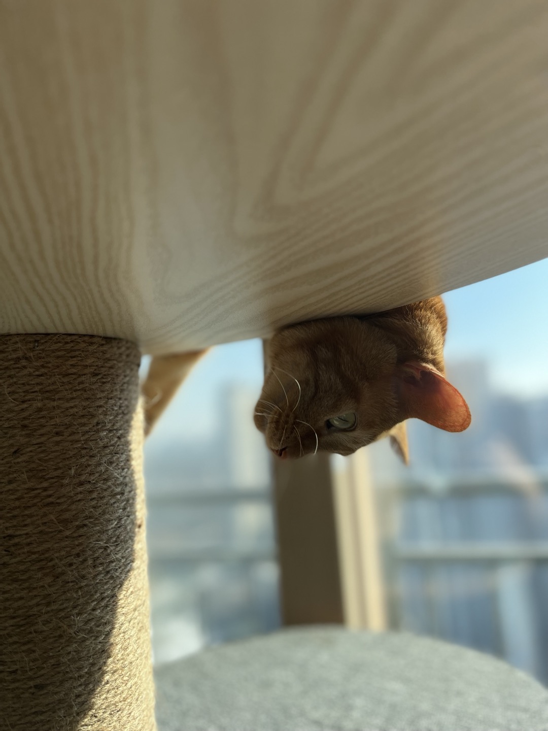 안녕하세요~ 용식이에요. (2년후)