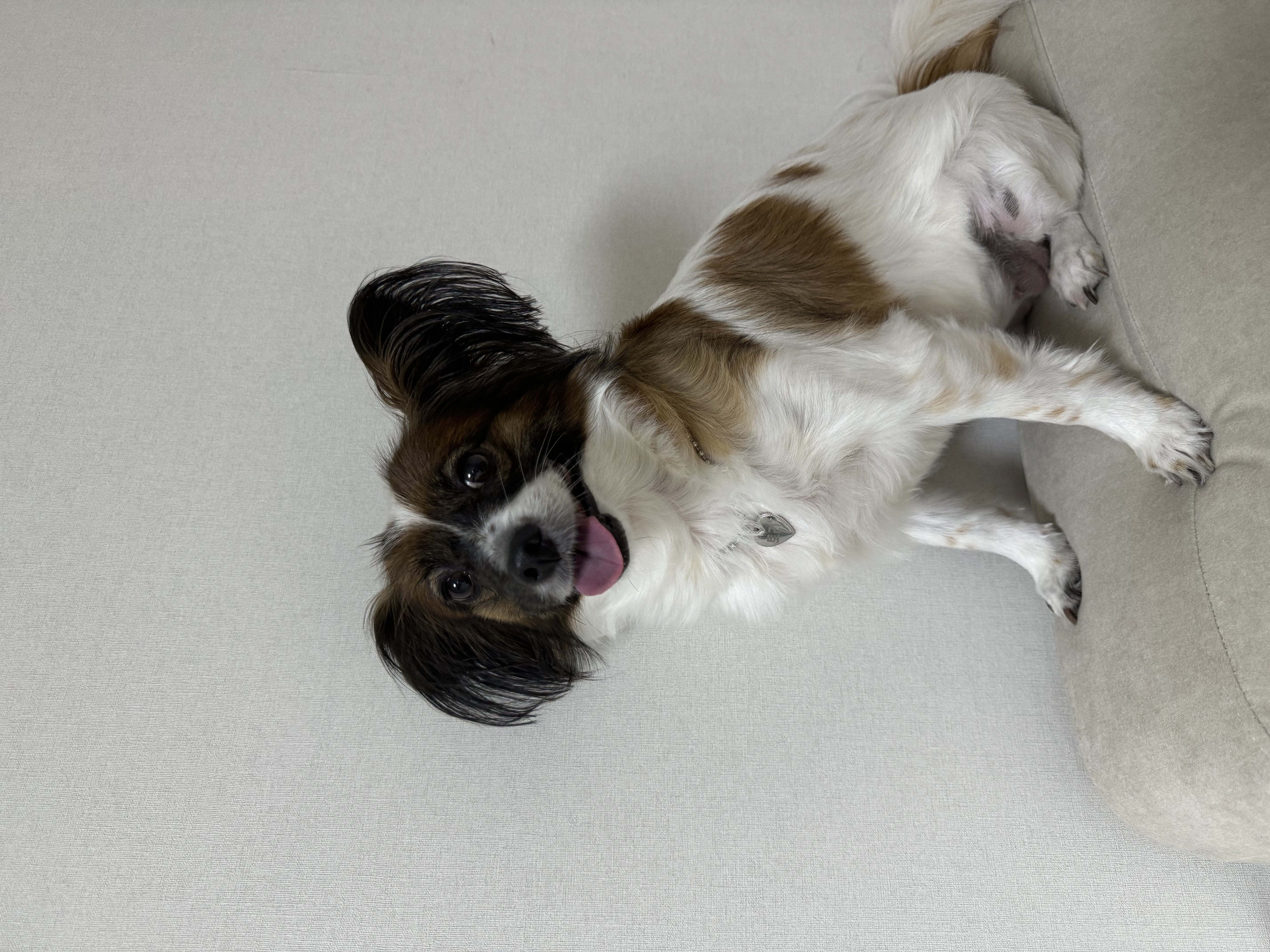 토리는(은하) 너무 잘지내고있습니다 