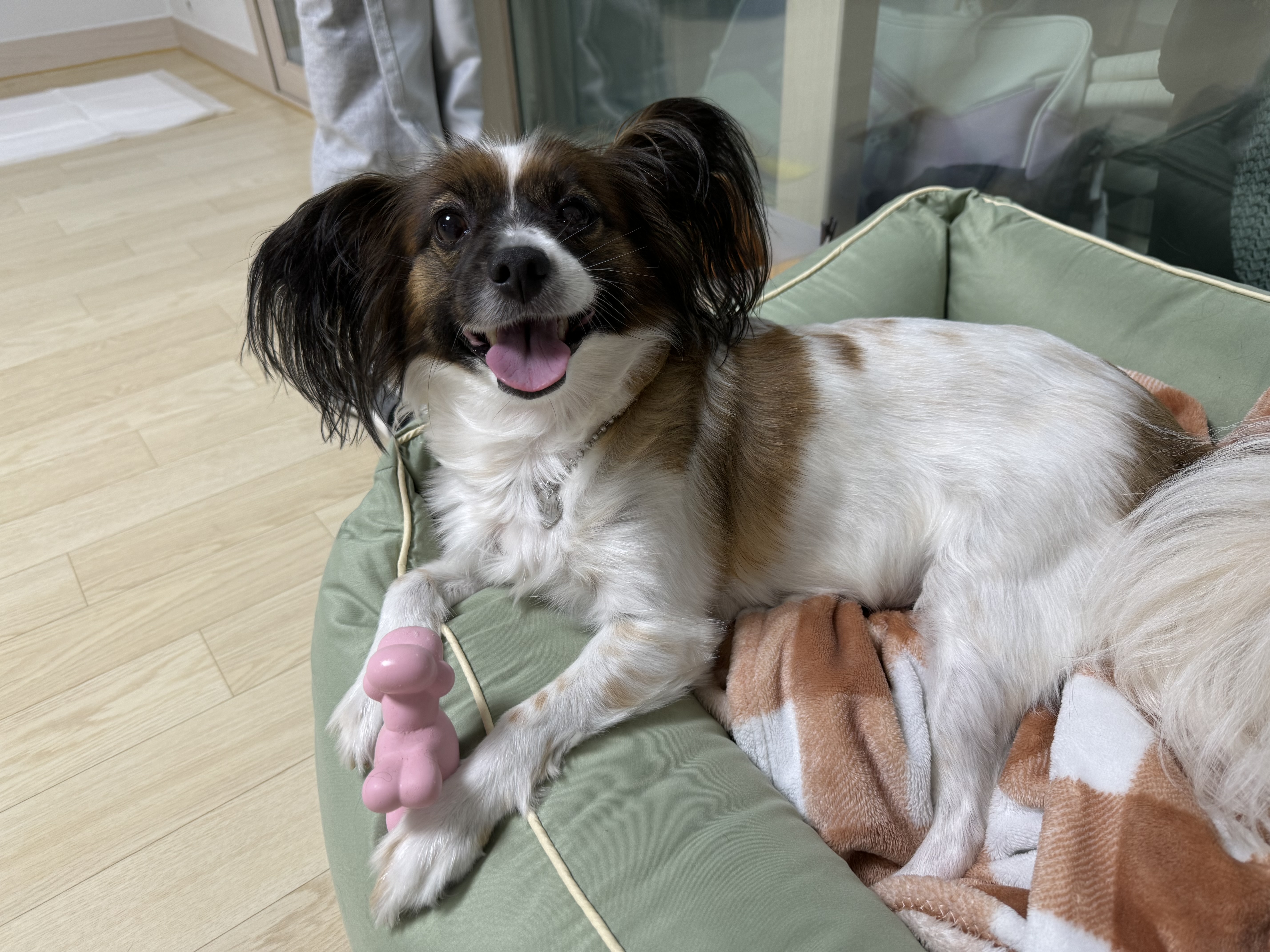 토리는(은하) 너무 잘지내고있습니다 