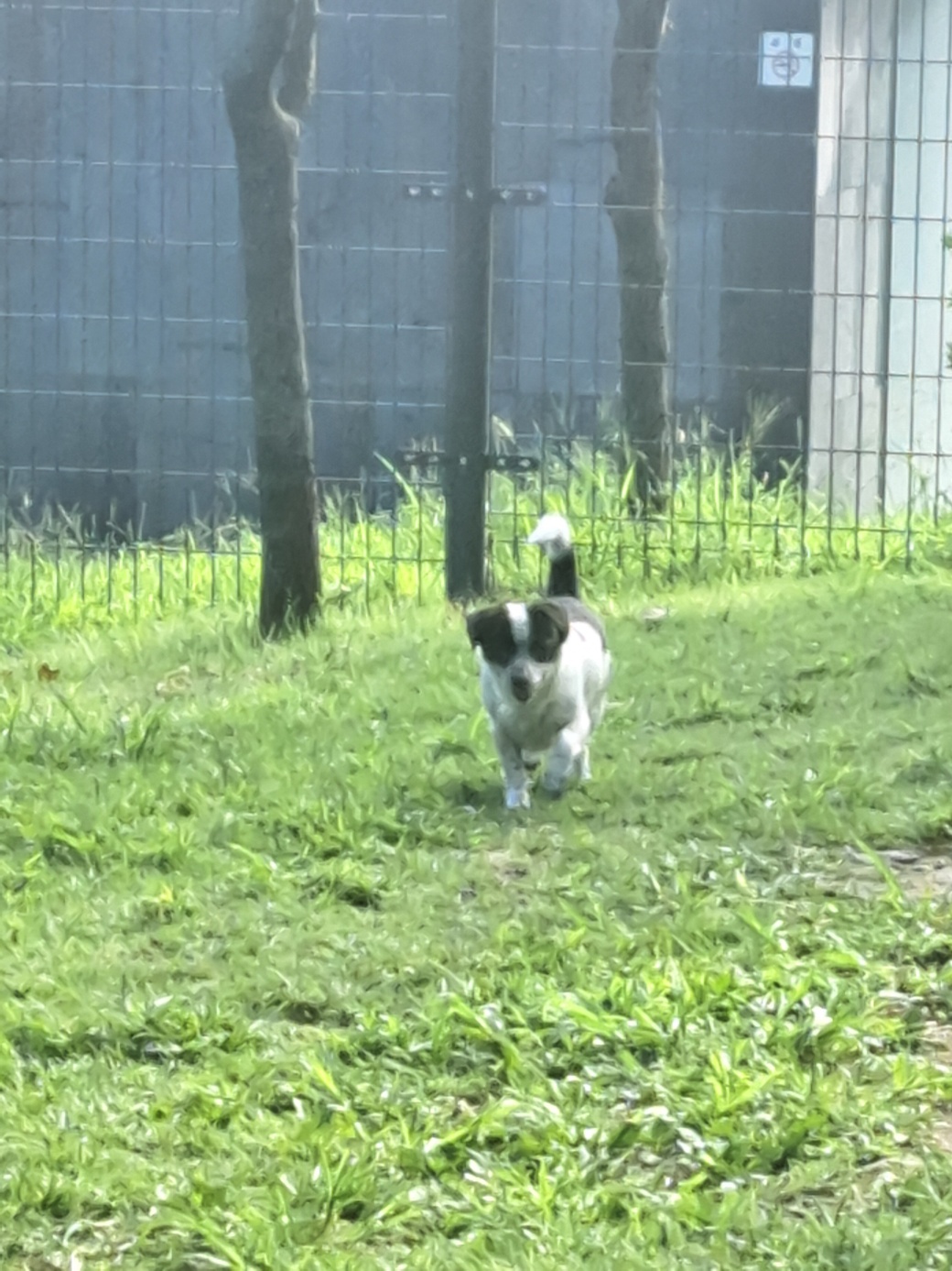 깨비(다일이) 입양 3년차