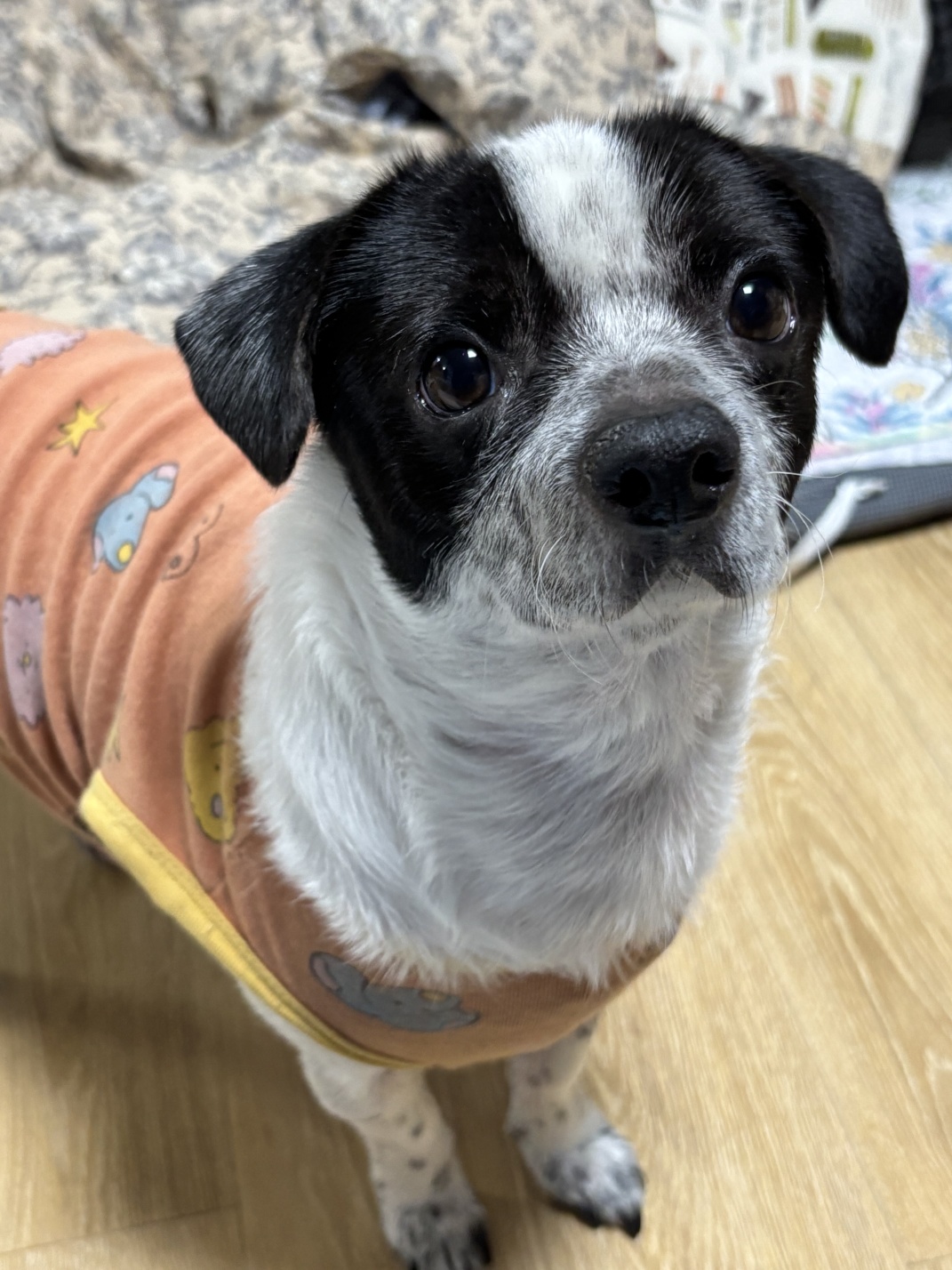 깨비(다일이) 입양 3년차