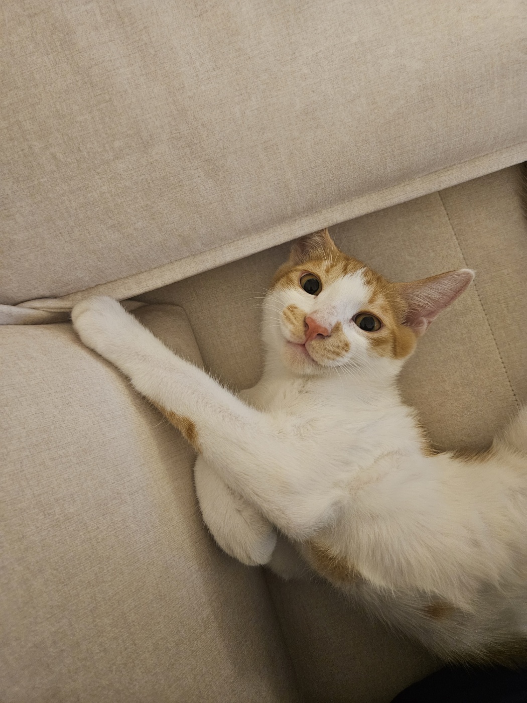 요미(현 땅콩)의 일상