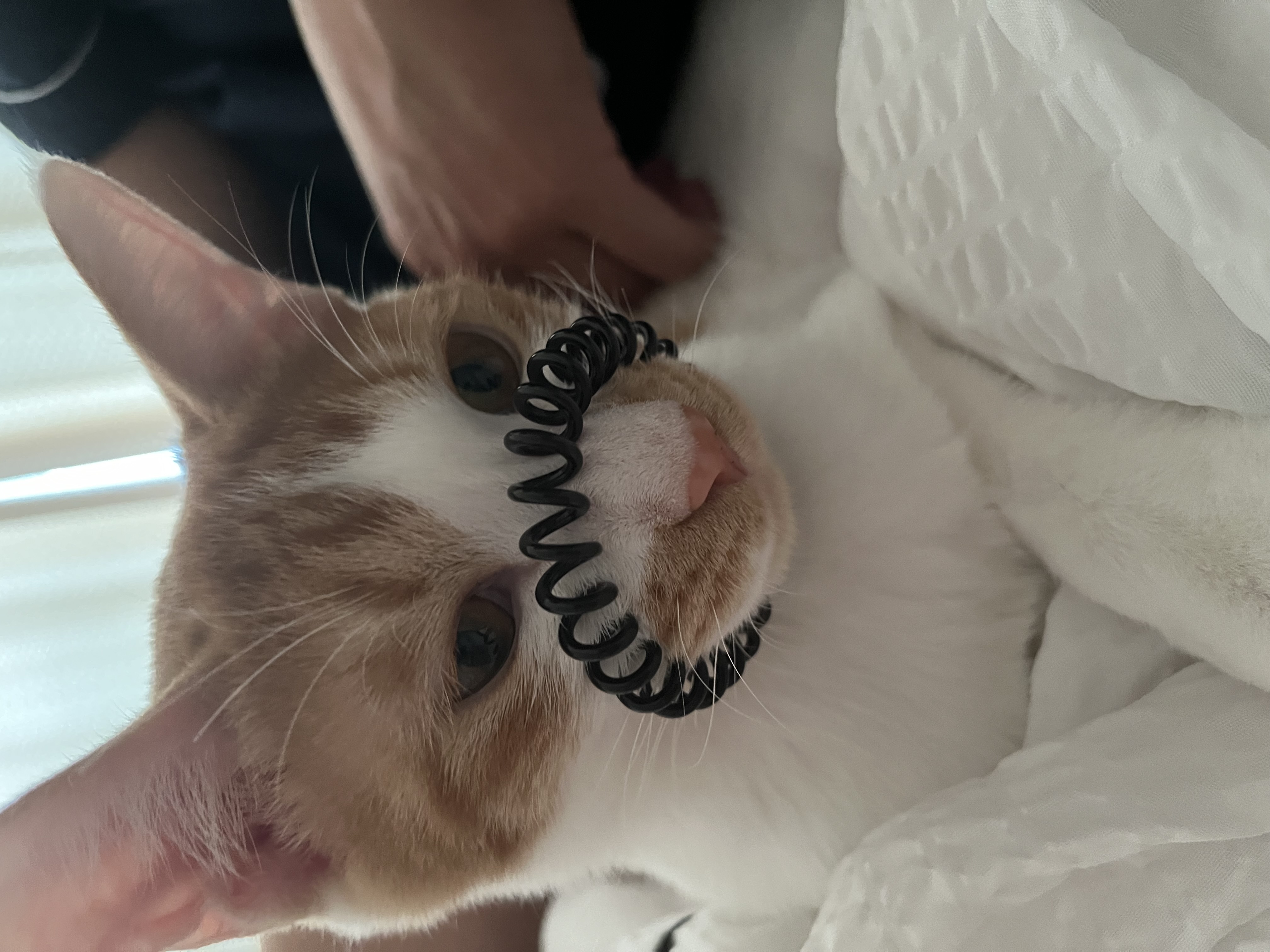 요미(현 땅콩)의 일상