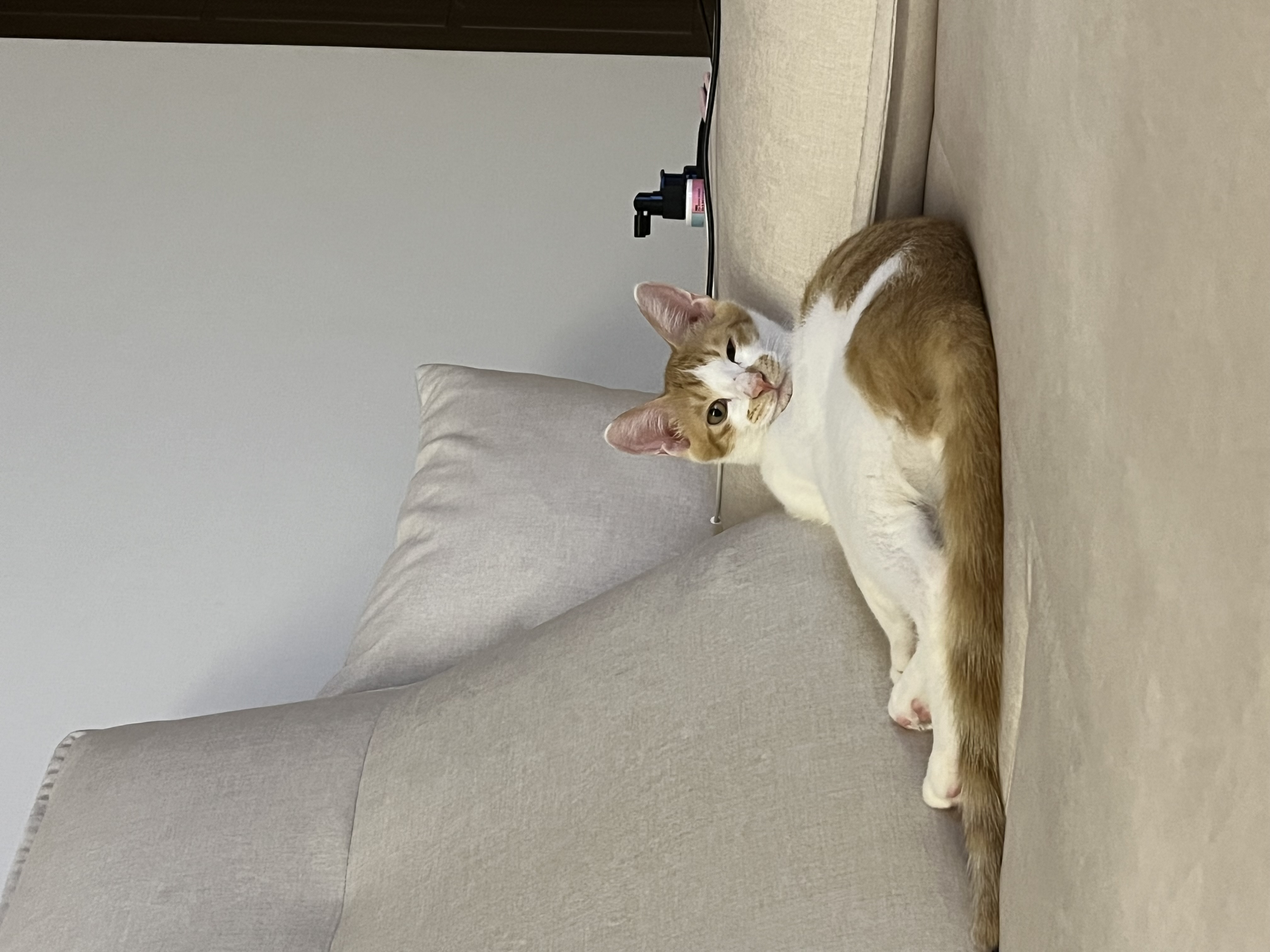 요미(현 땅콩)의 일상