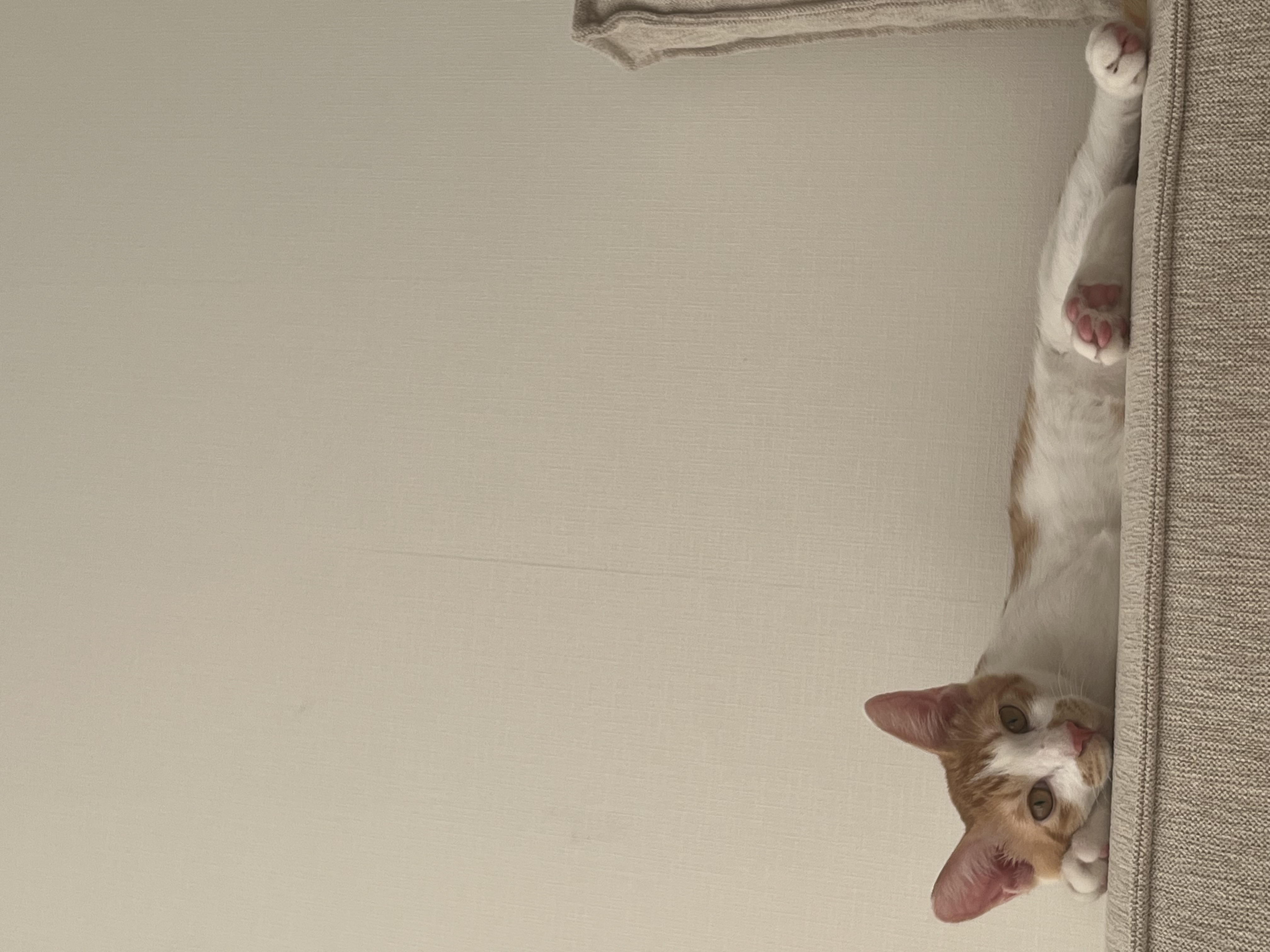 요미(현 땅콩)의 일상