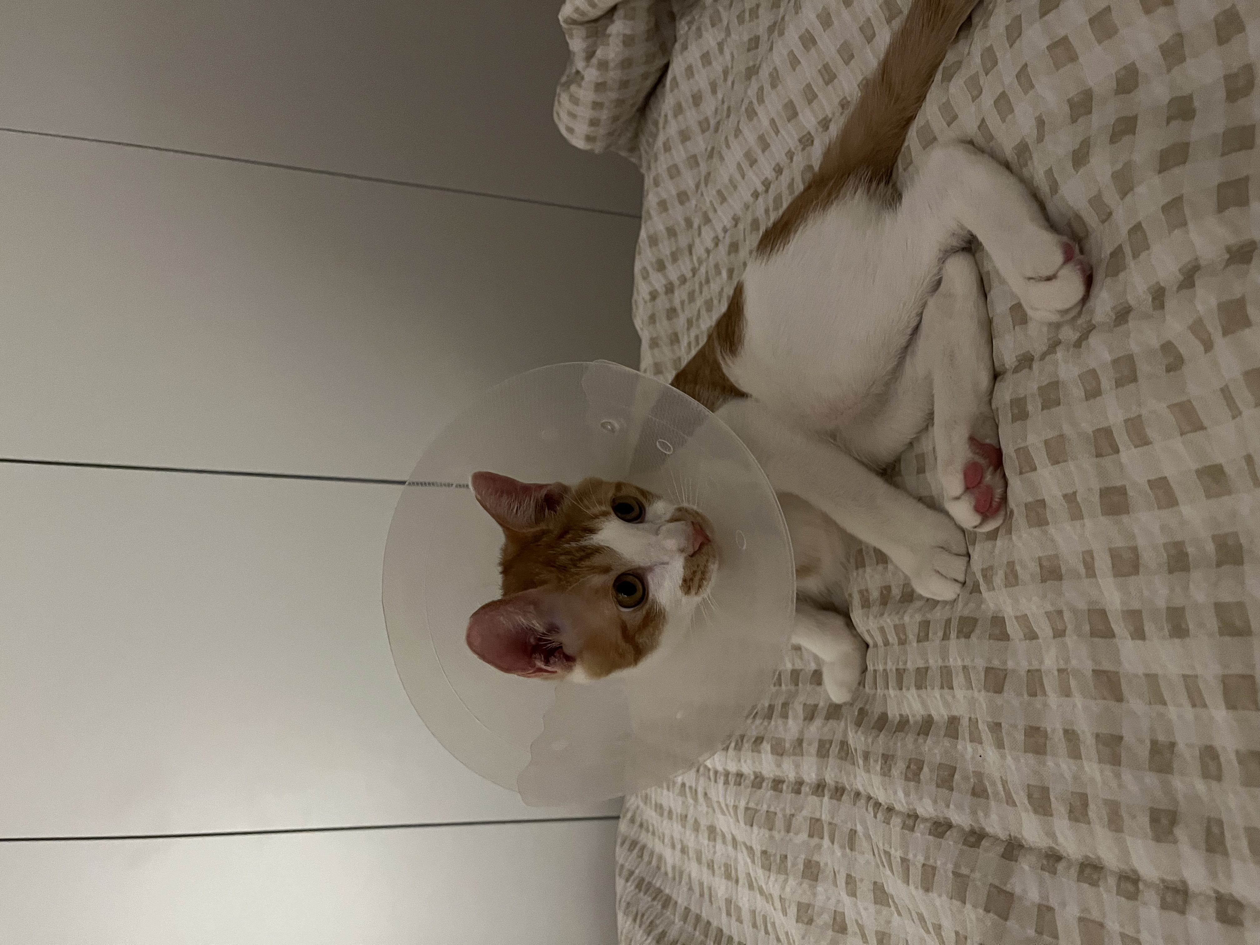 요미(현 땅콩)의 일상