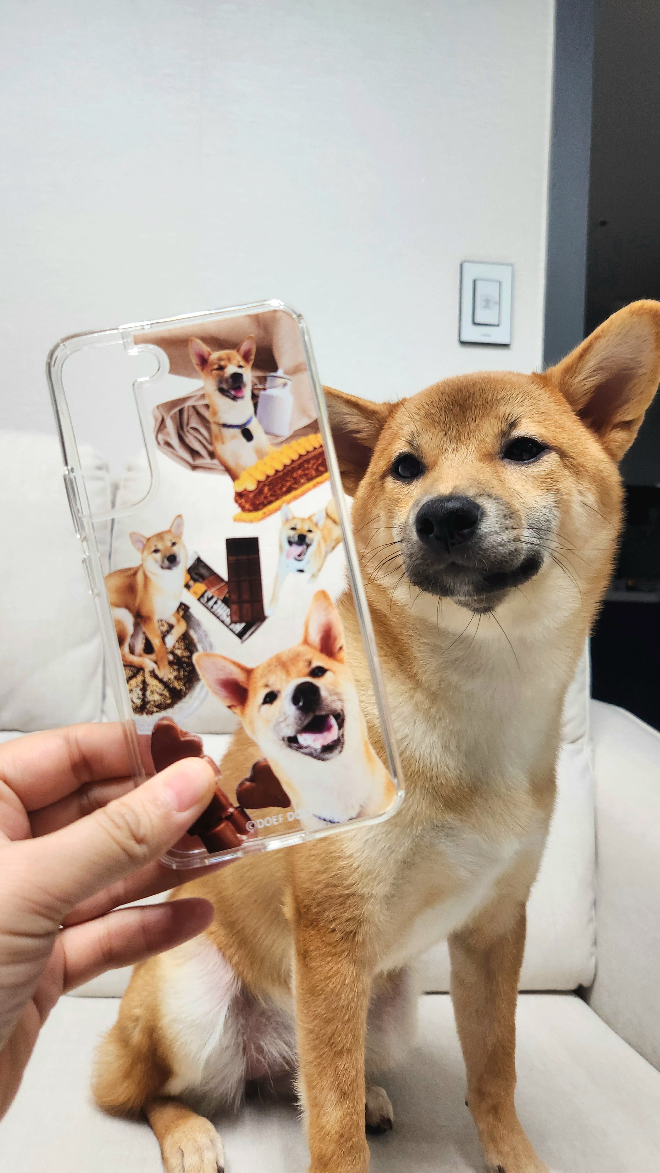 순덕이(쫄이 자견 쫄희) 입양 3개월 후기 입니다:)