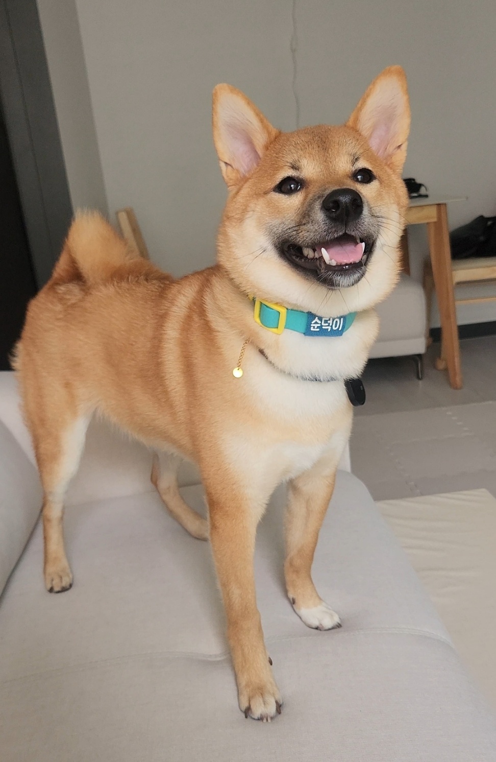 순덕이(쫄이 자견 쫄희) 입양 3개월 후기 입니다:)