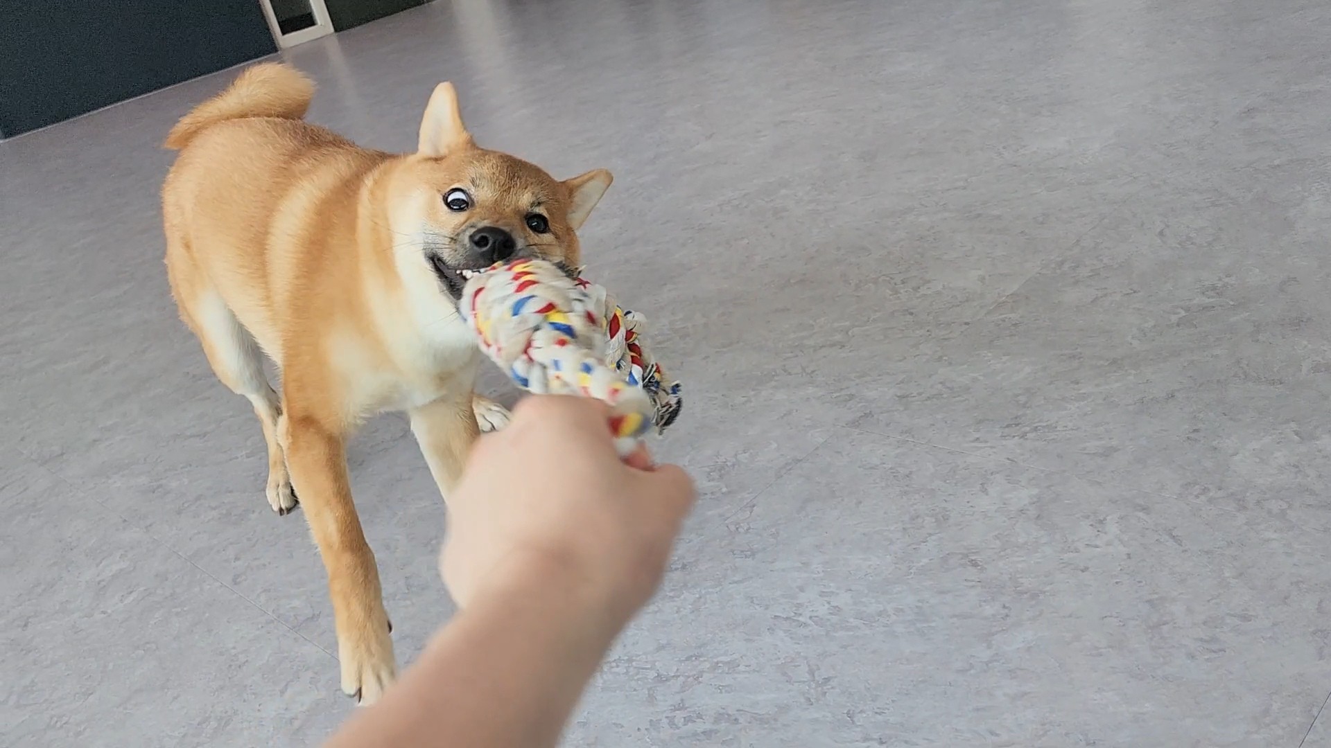 순덕이(쫄이 자견 쫄희) 입양 3개월 후기 입니다:)