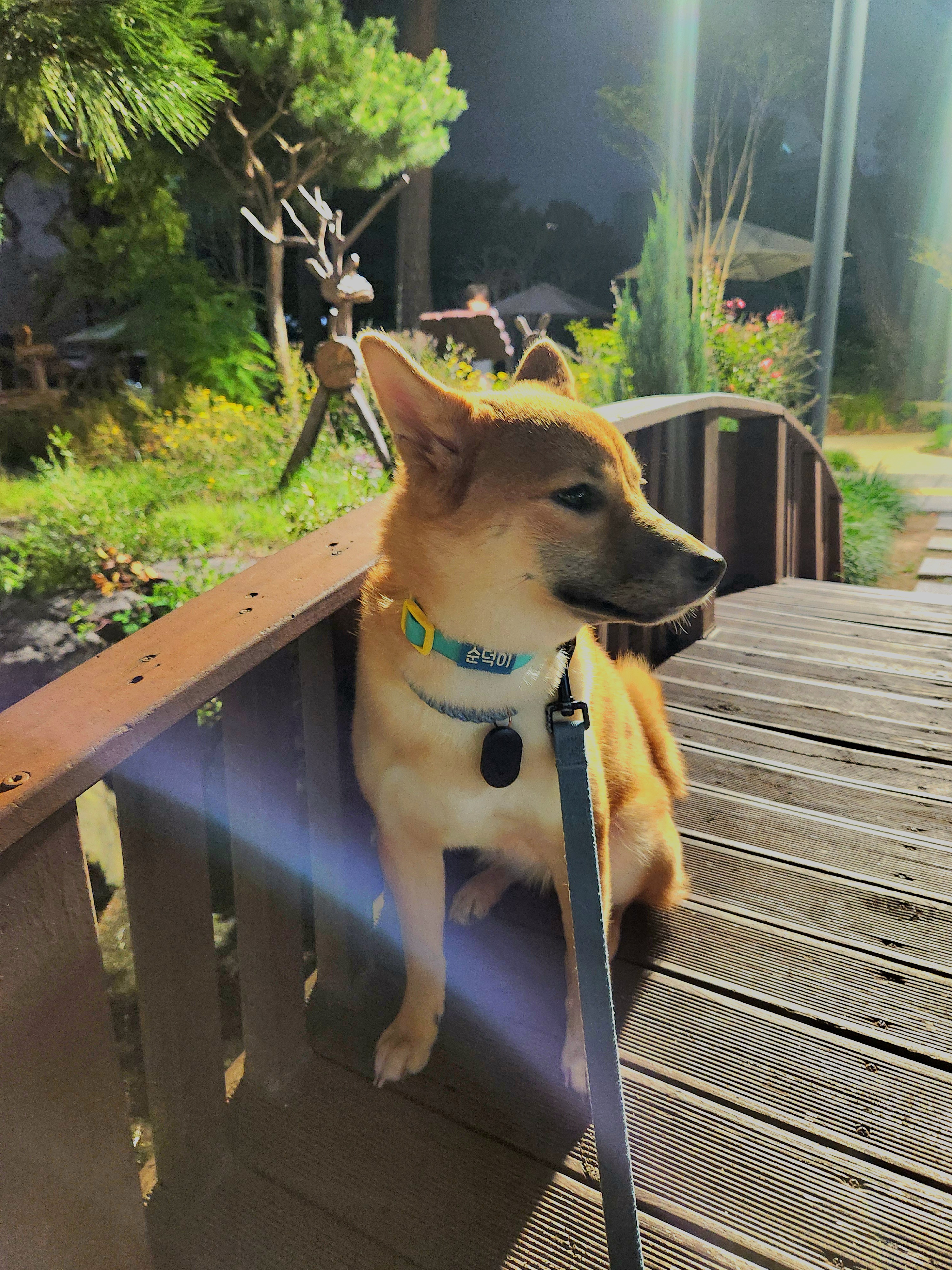 순덕이(쫄이 자견 쫄희) 입양 3개월 후기 입니다:)