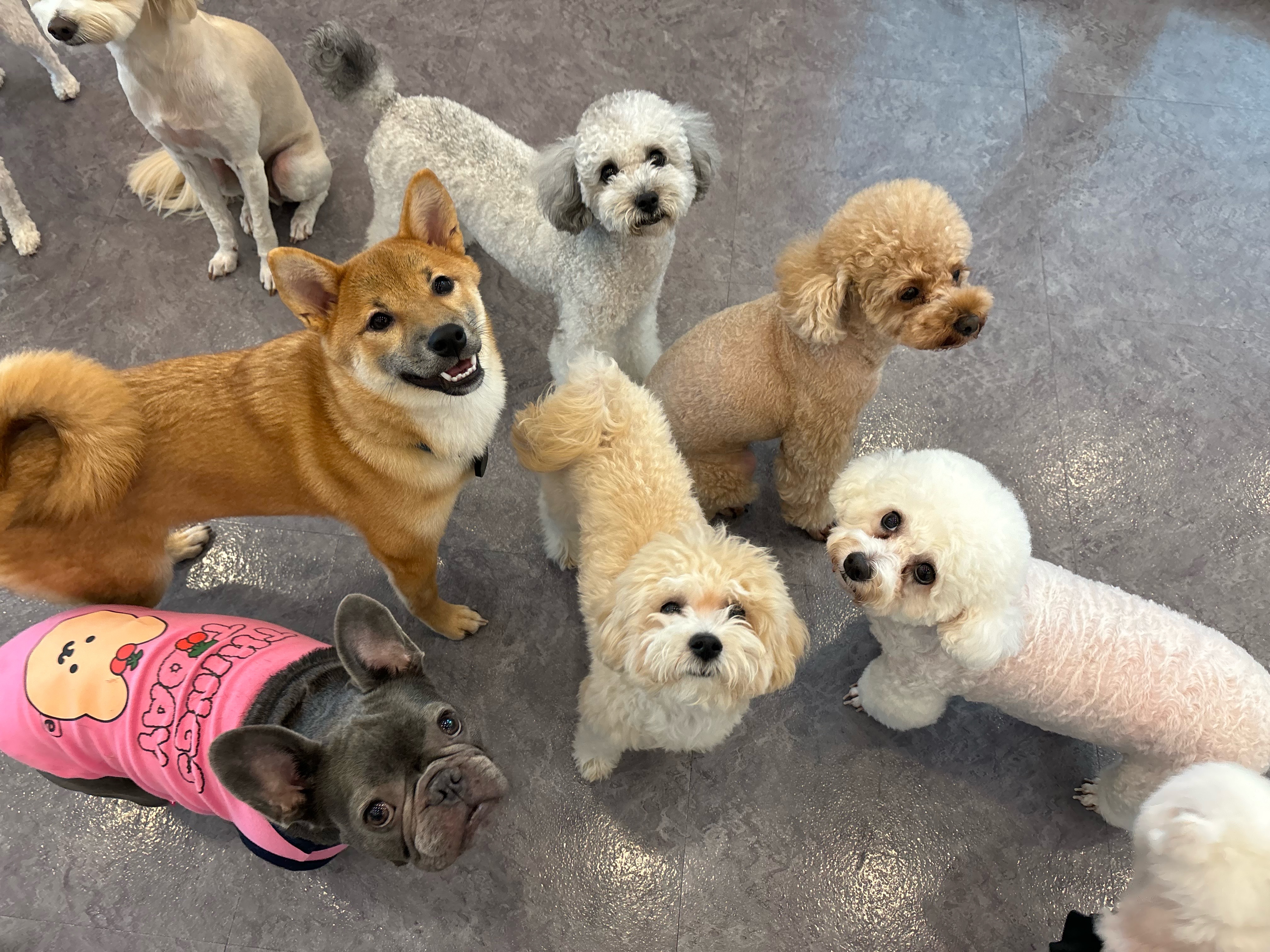 순덕이(쫄이 자견 쫄희) 입양 3개월 후기 입니다:)