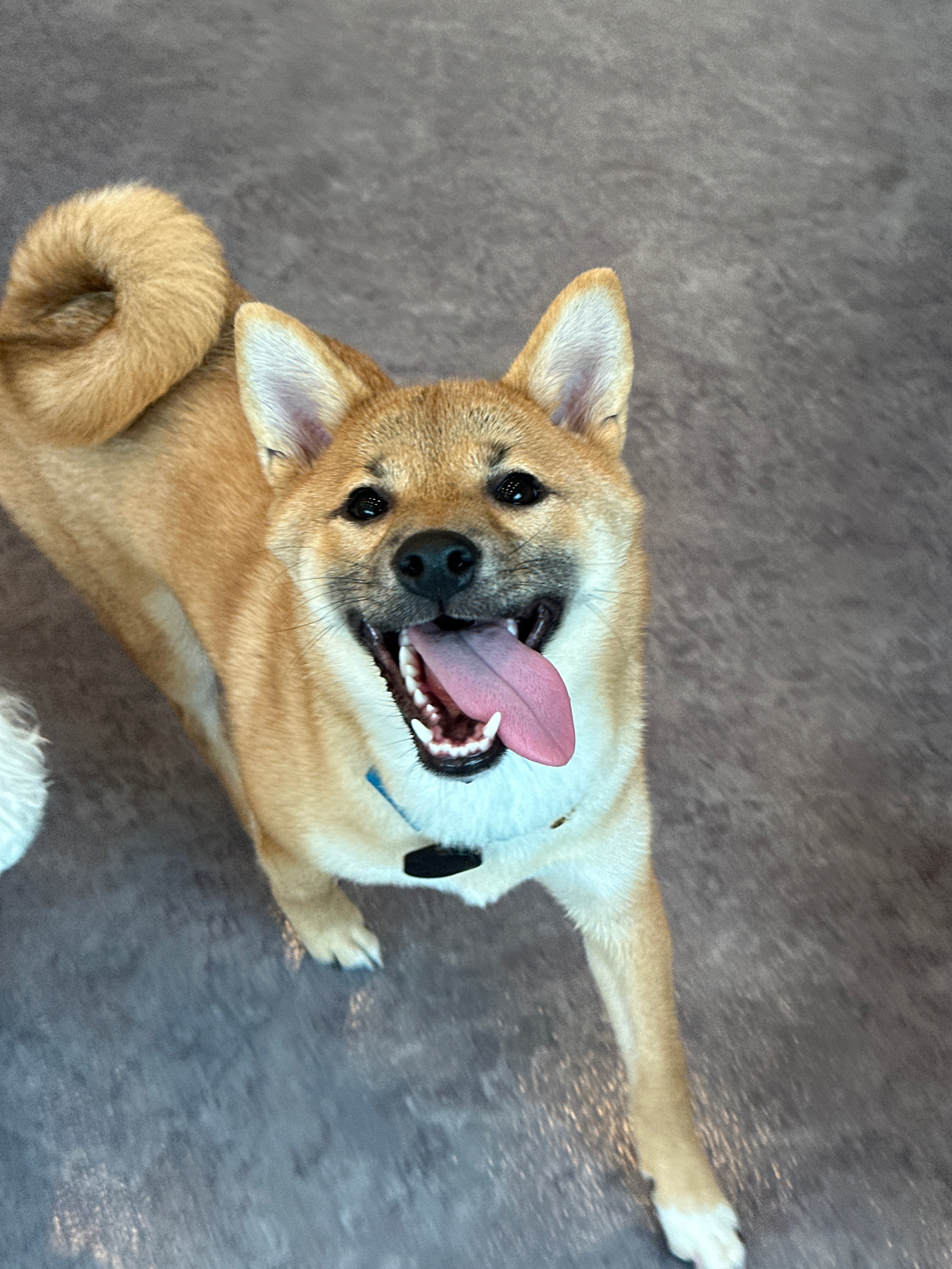 순덕이(쫄이 자견 쫄희) 입양 3개월 후기 입니다:)