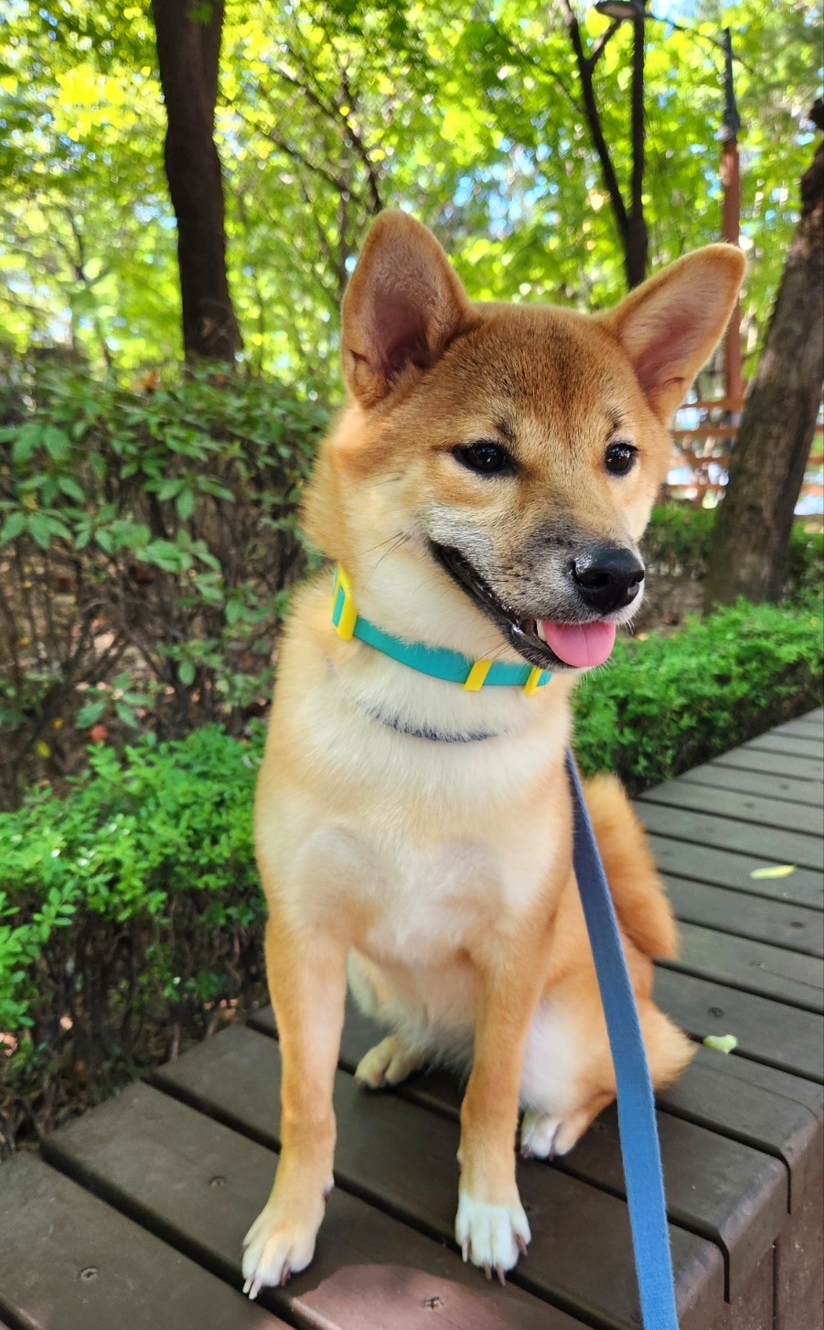 순덕이(쫄이 자견 쫄희) 입양 3개월 후기 입니다:)