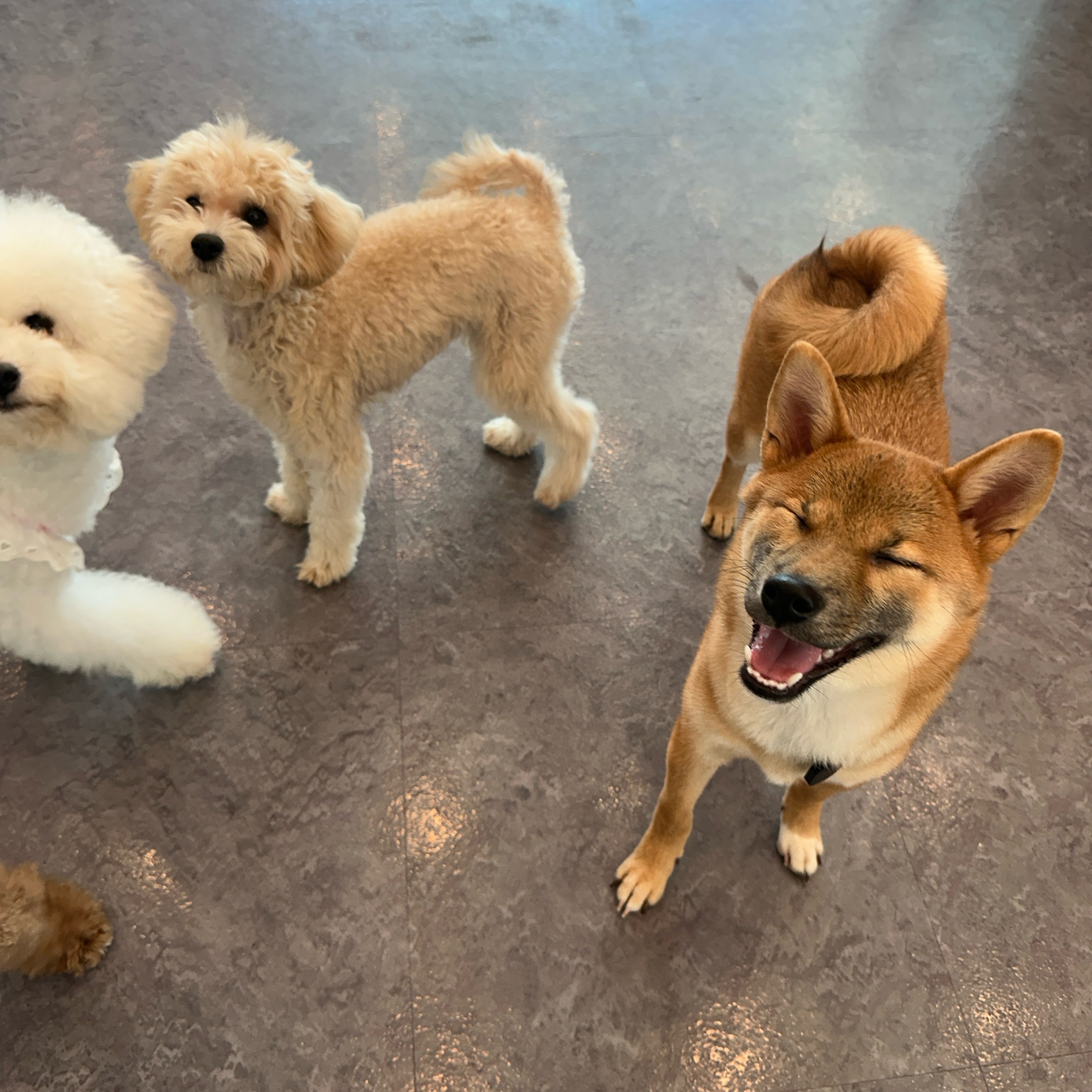 순덕이(쫄이 자견 쫄희) 입양 3개월 후기 입니다:)