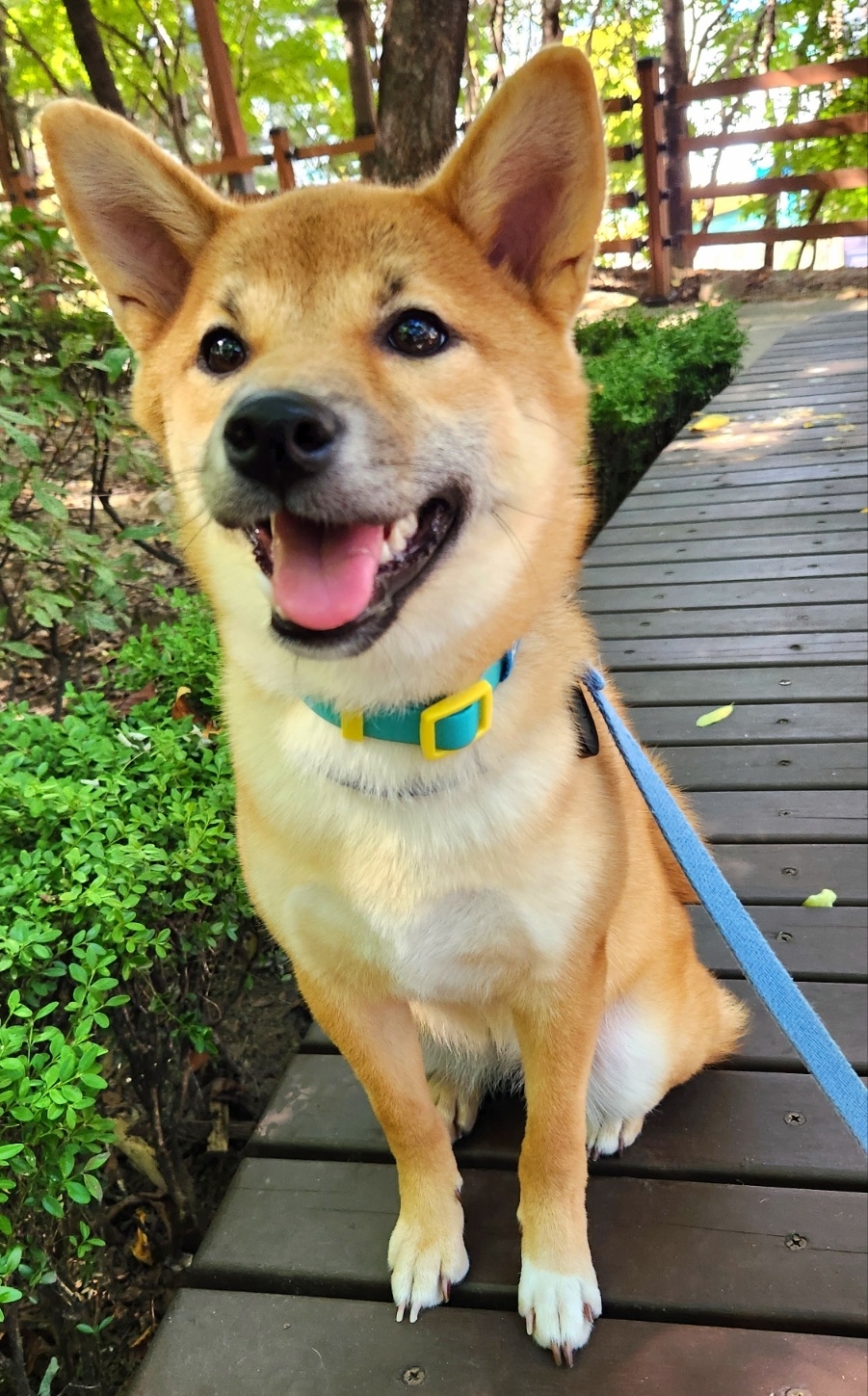 순덕이(쫄이 자견 쫄희) 입양 3개월 후기 입니다:)