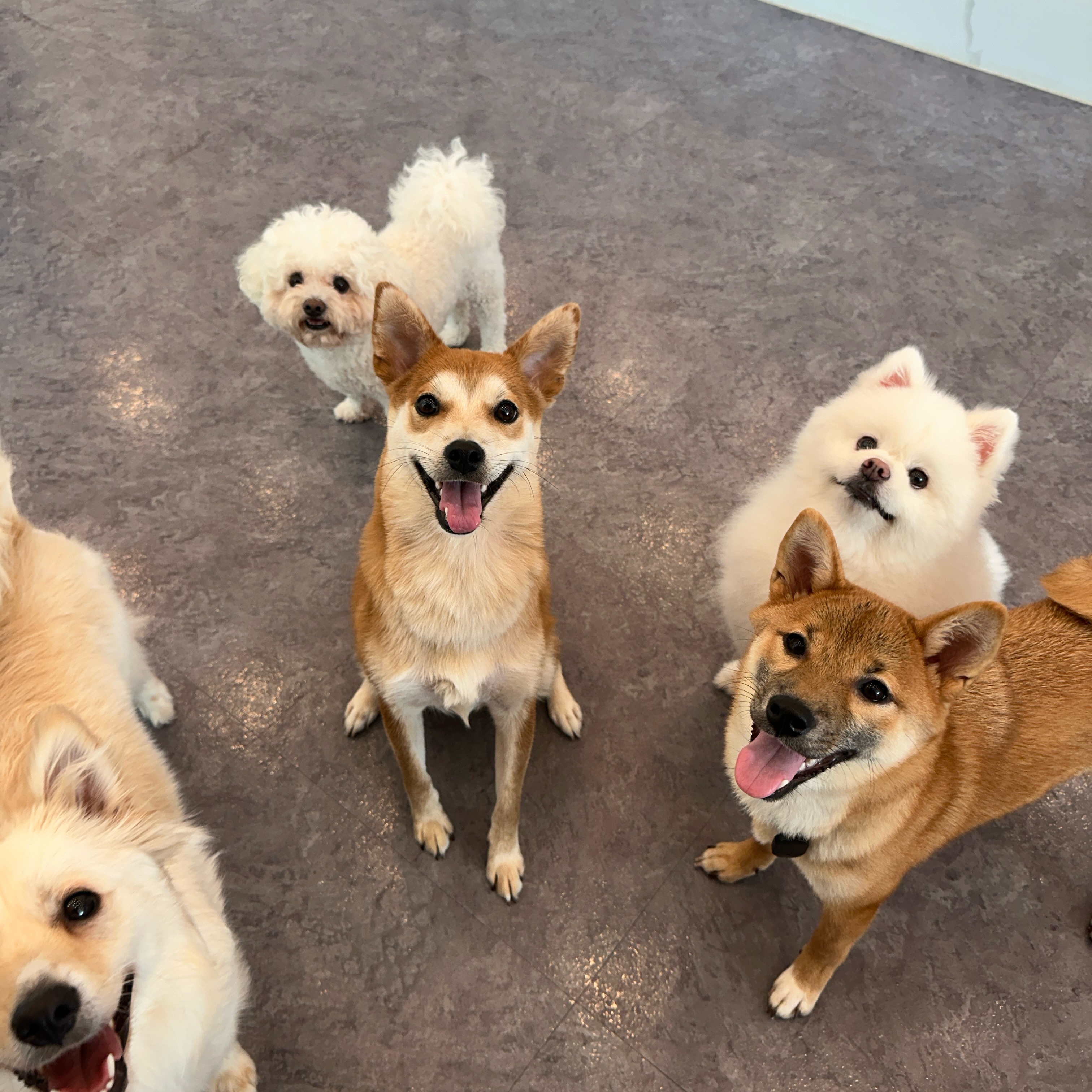 순덕이(쫄이 자견 쫄희) 입양 3개월 후기 입니다:)