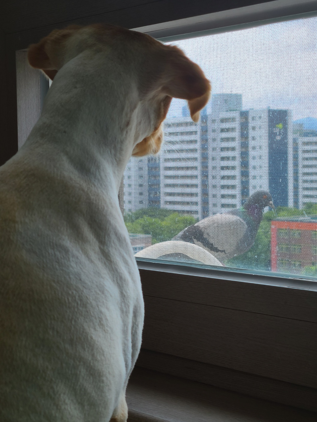 구콩이 입양 1년 됐어요~