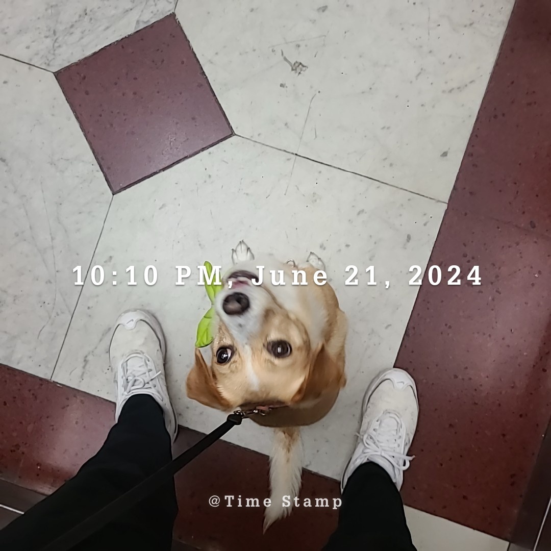 구콩이 입양 1년 됐어요~