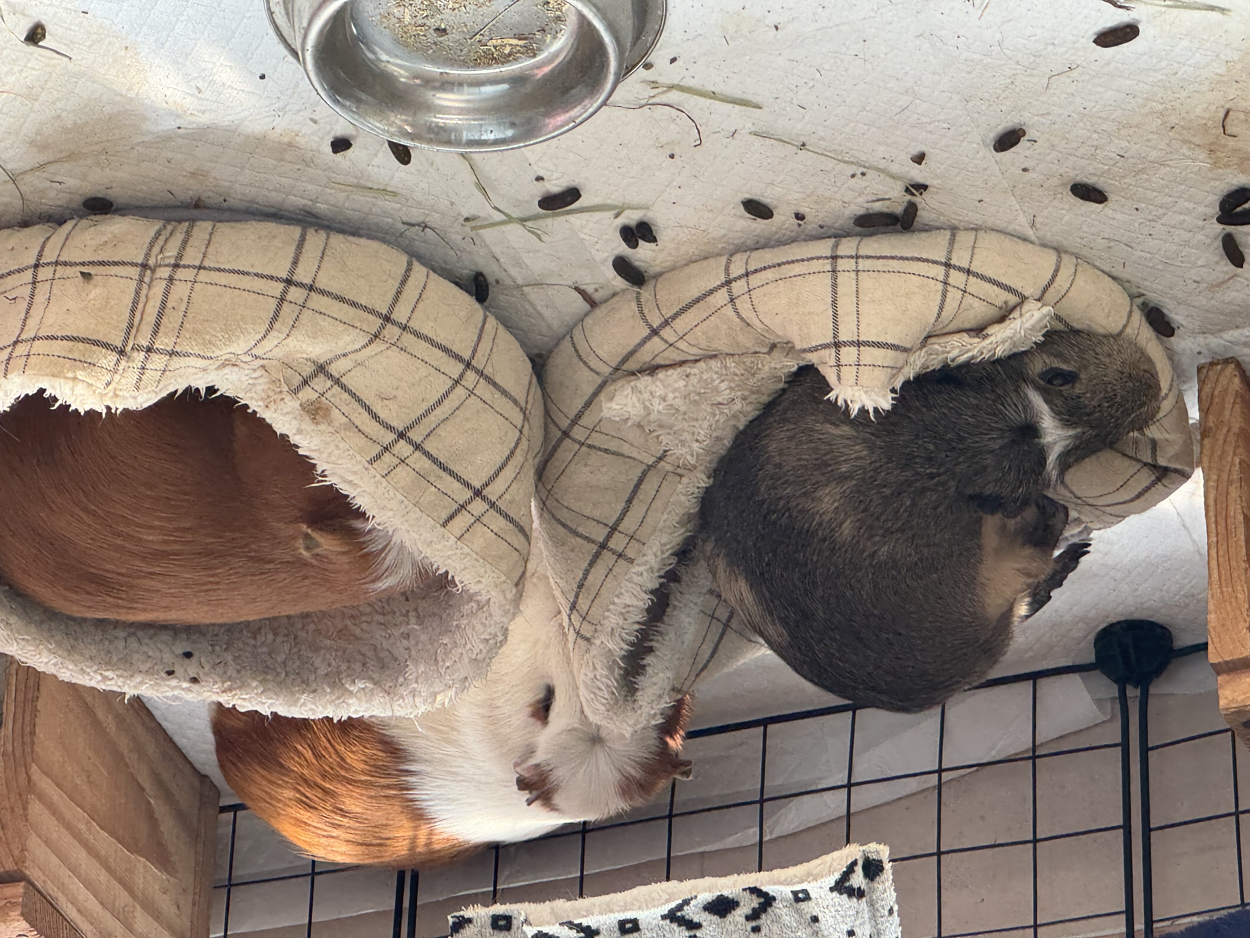 기니피그 모카(홧팅), 라떼(내라) 4년하고 1달!