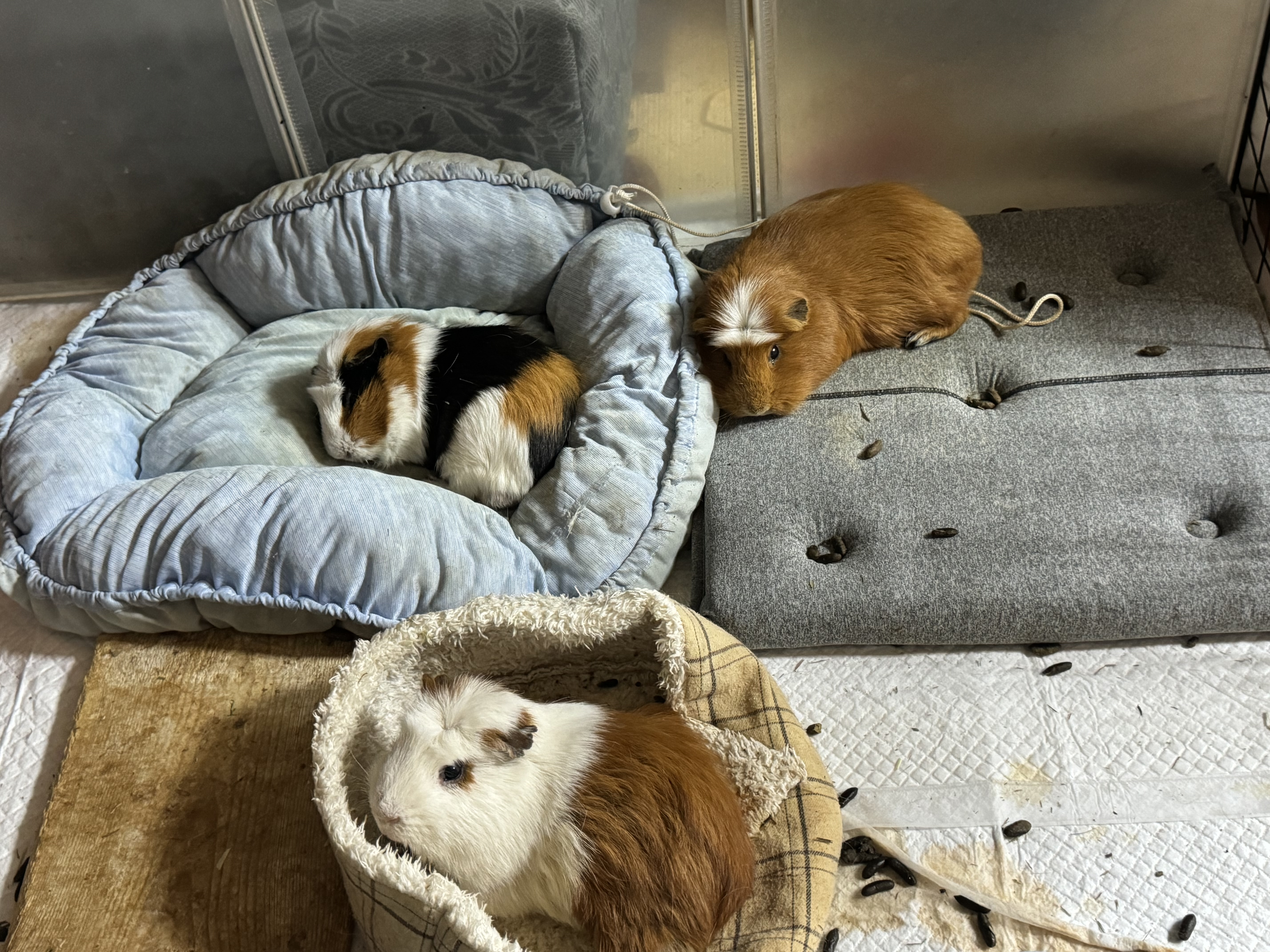 기니피그 모카(홧팅), 라떼(내라) 4년하고 1달!