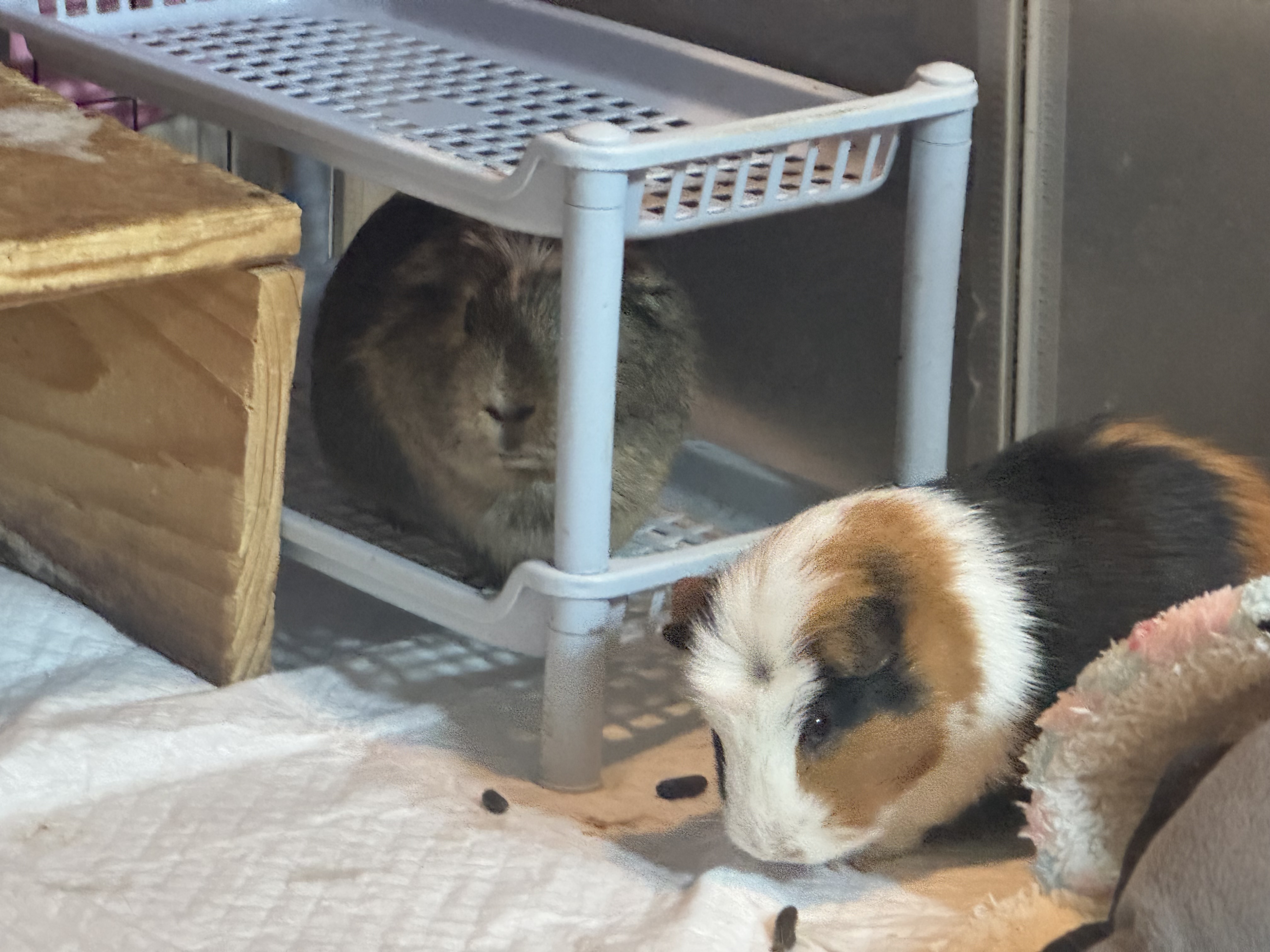 기니피그 모카(홧팅), 라떼(내라) 4년하고 1달!