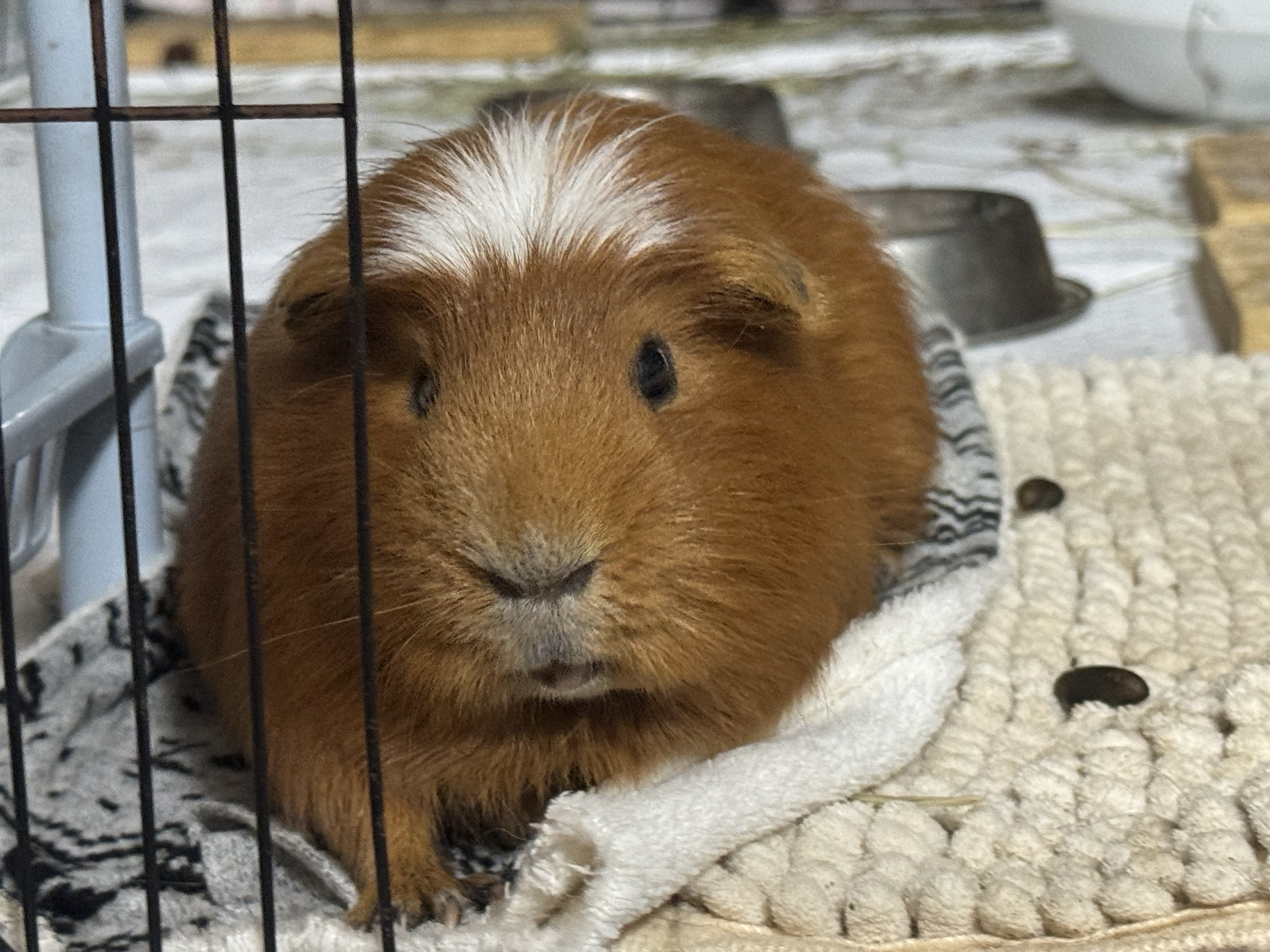 기니피그 모카(홧팅), 라떼(내라) 4년하고 1달!