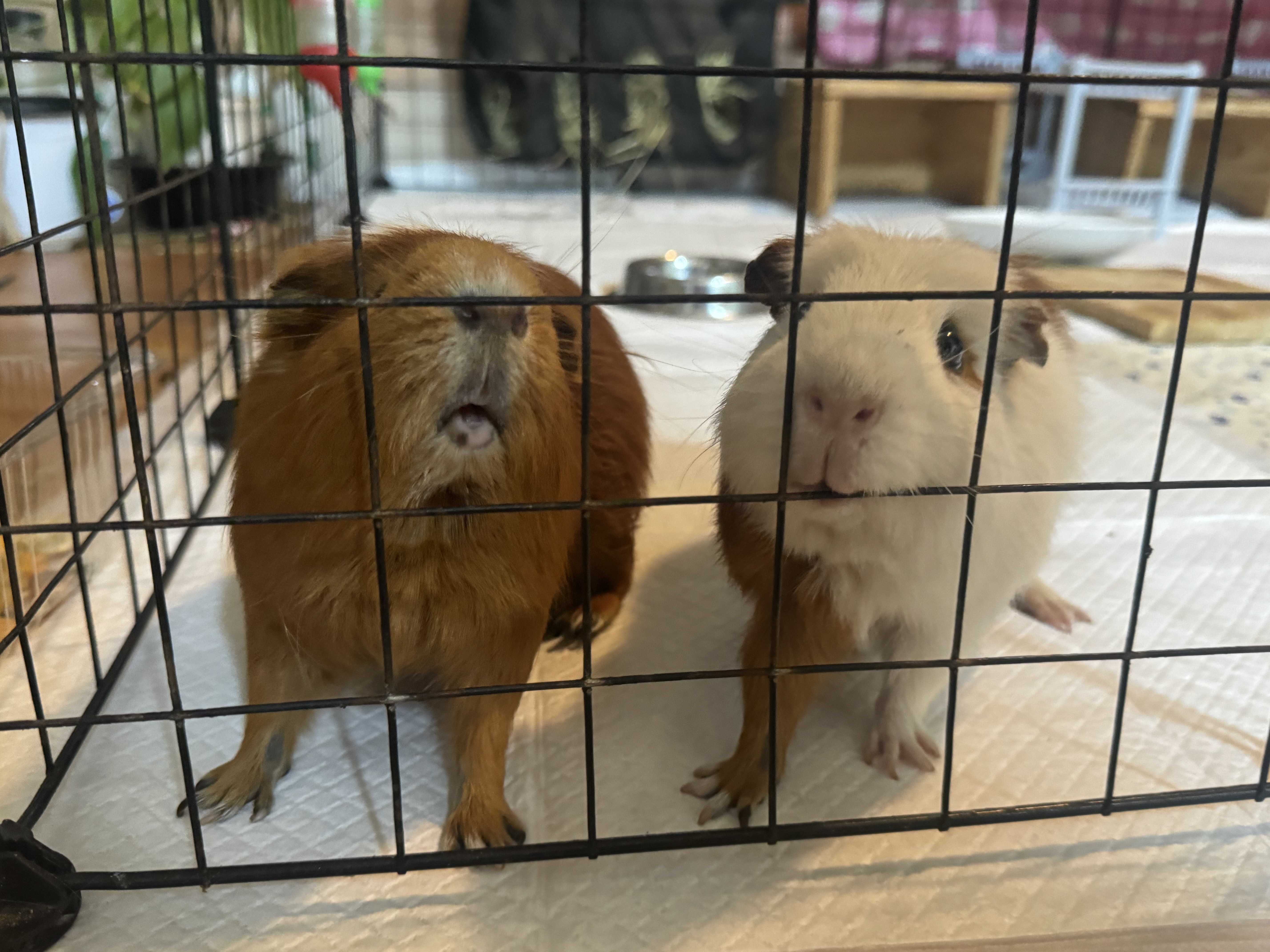 기니피그 모카(홧팅), 라떼(내라) 4년하고 1달!