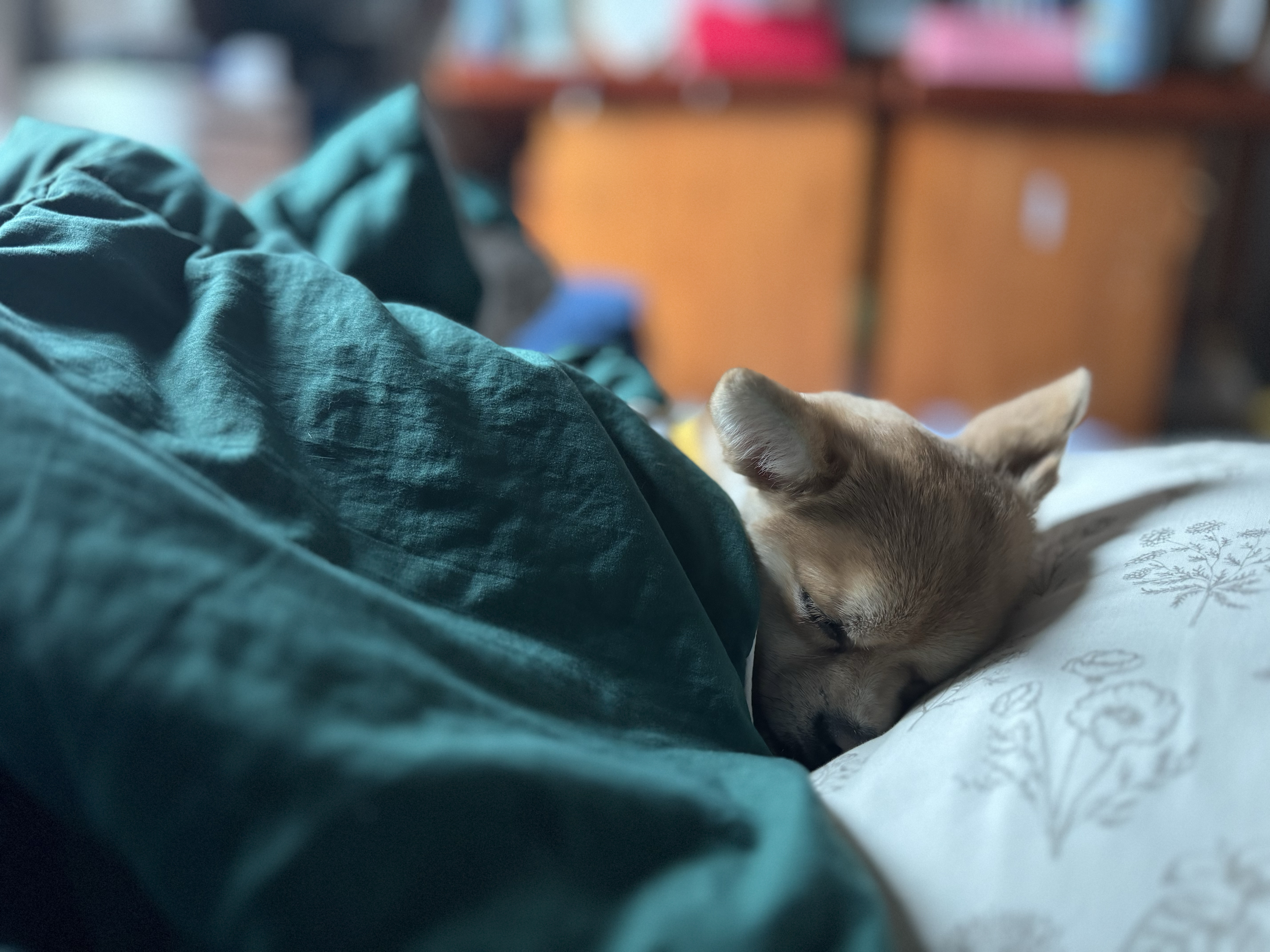 미로(구 오원) 2년 이야기