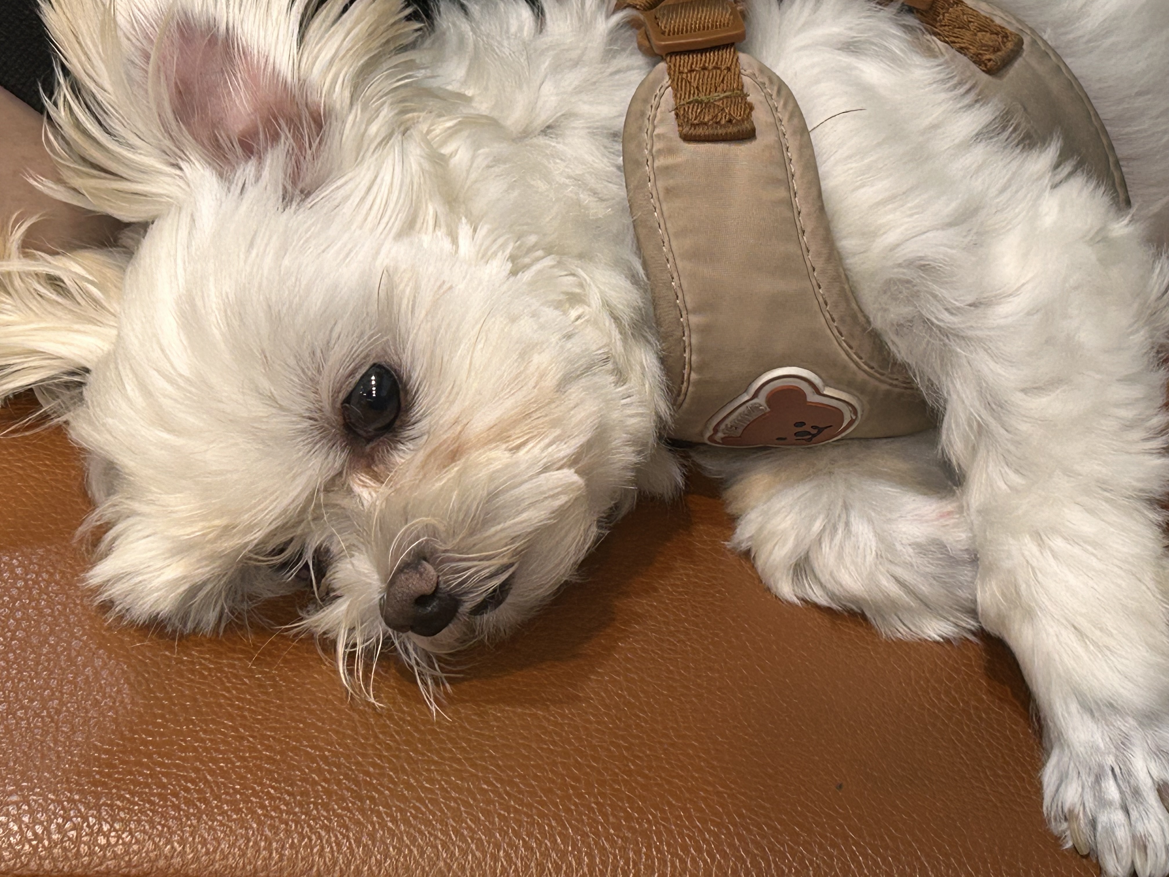 소금이(예뽕이)6개월차 임보일기